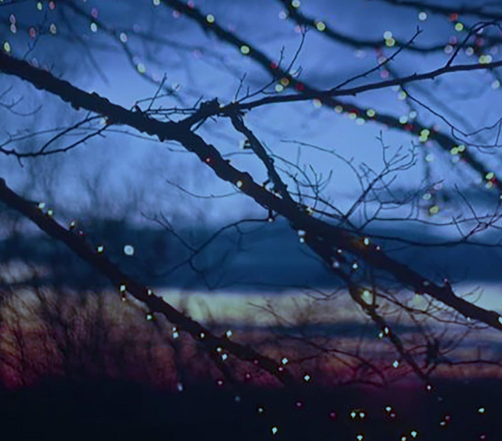Photo of Trees at Dusk