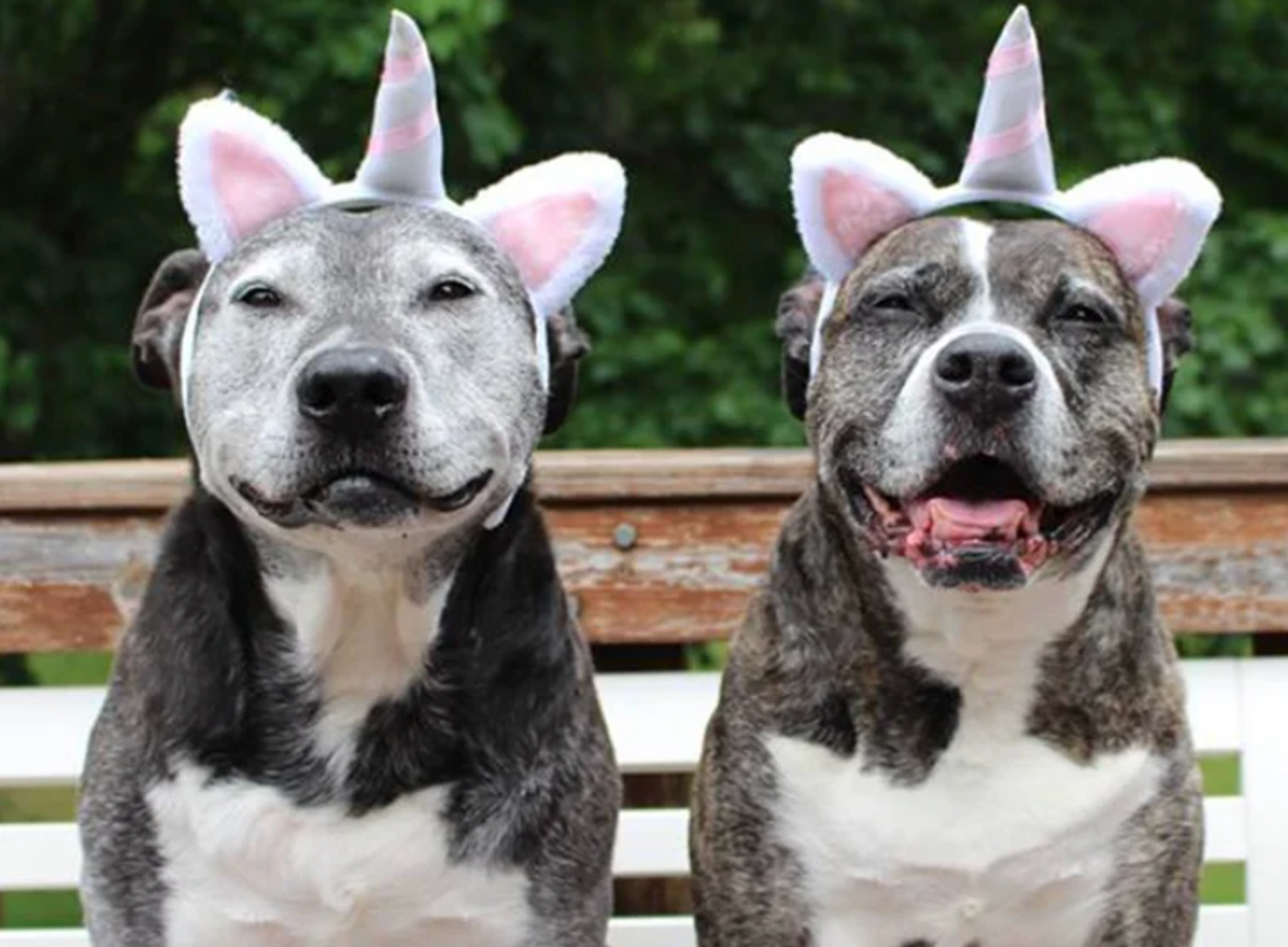 Photo of Dogs to Adopt