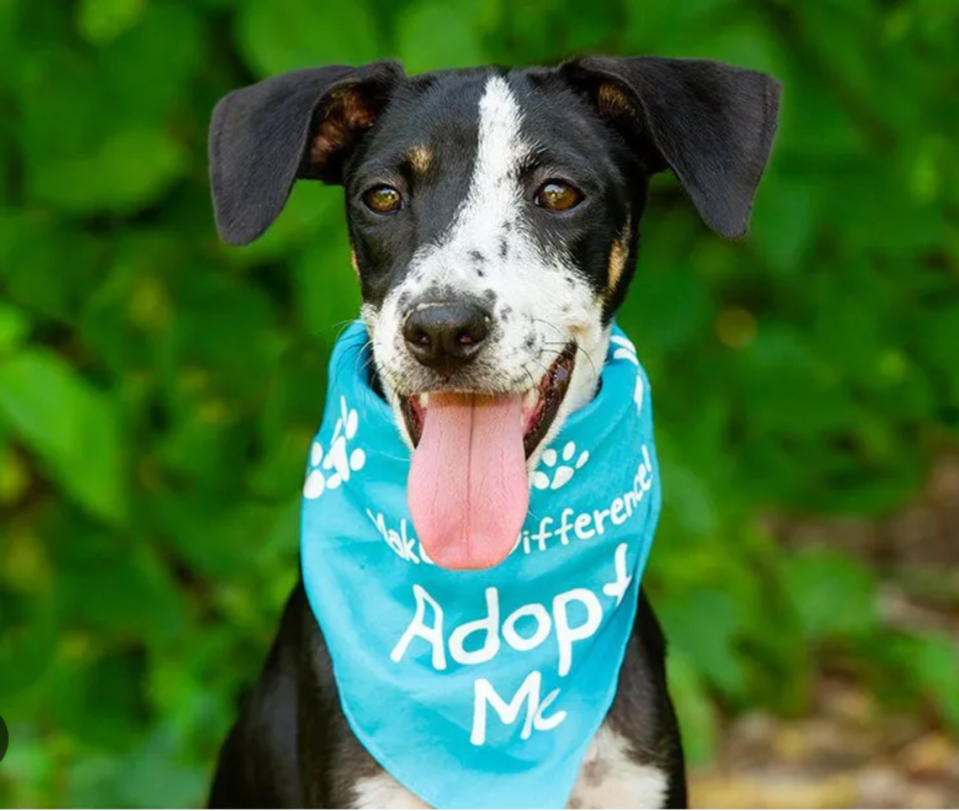 Photo of Dog to Adopt