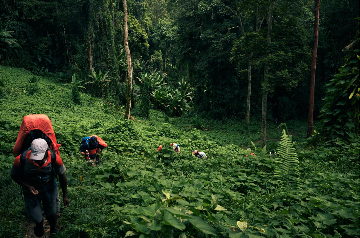 Los excursionistas atraviesan la jungla de Papúa Nueva Guinea durante la Caminata por la Esperanza de la Fundación Pancare. Foto tomada por Ash Kammerhofer