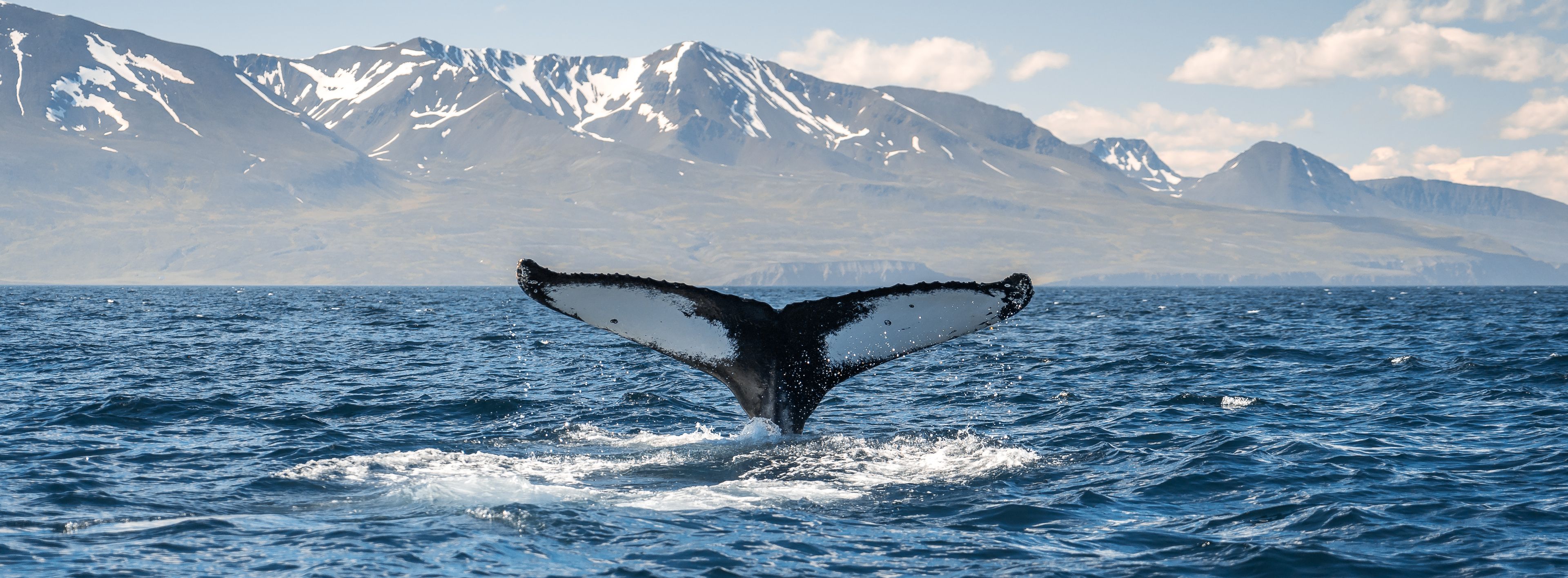 view on a whale tail in the Icelandic ocean, we see in background the snowy mountains of Iceland 