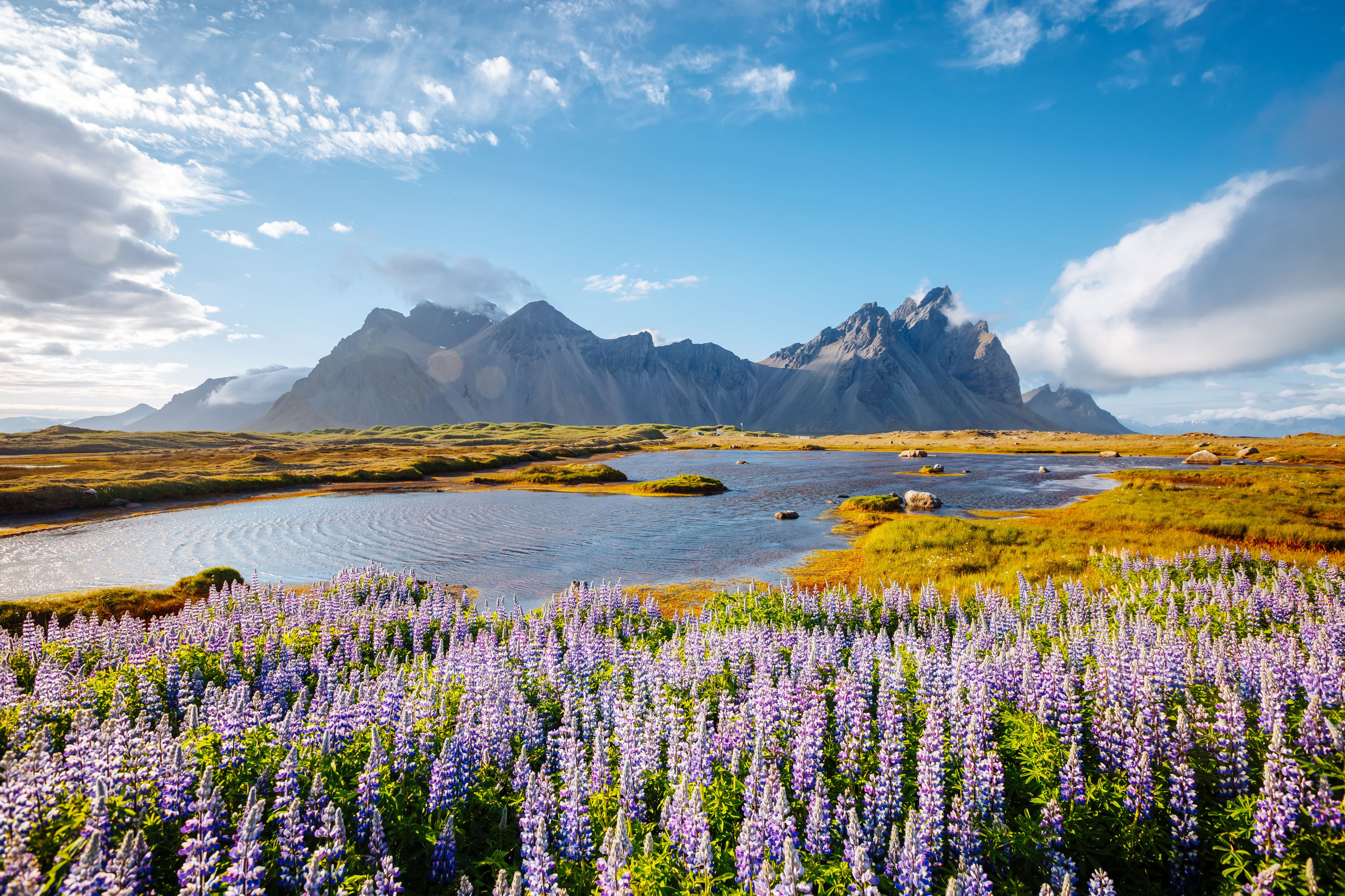 Beautiful view of lupine flowers on sunny day