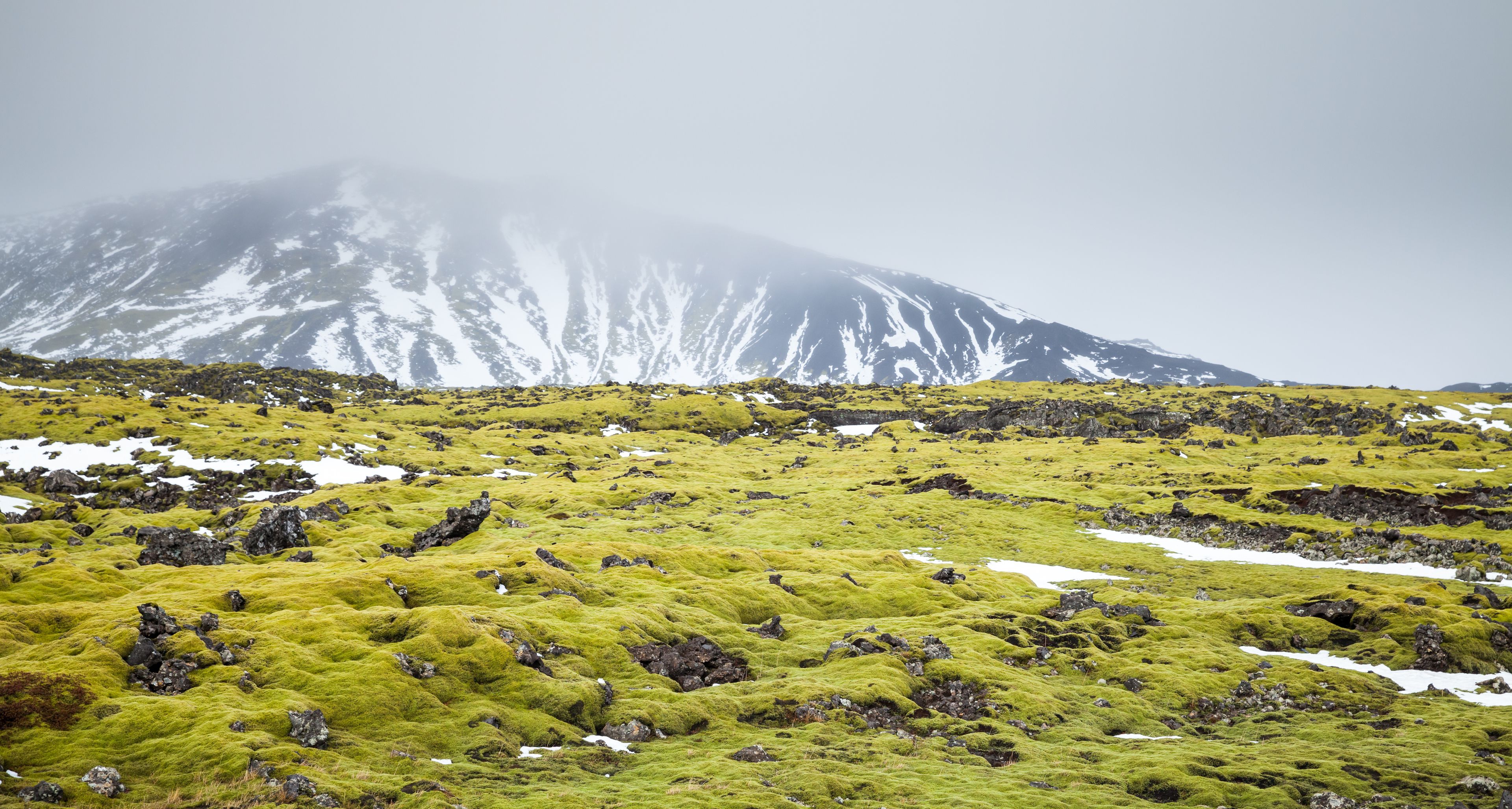 Mossy landscape in Iceland's South Coast