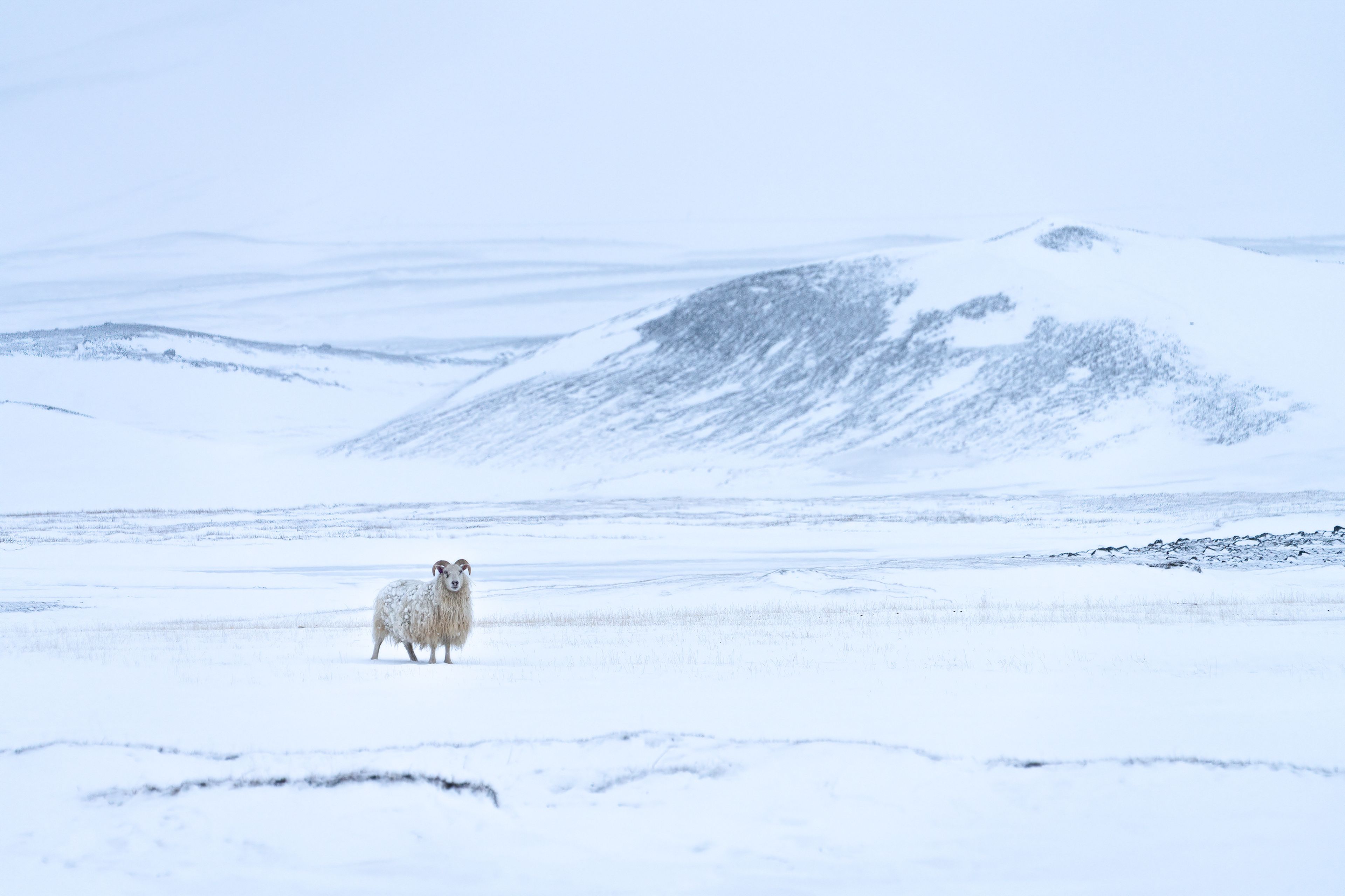 white Icelandic sheep standing still with the landscape covered in snow in the winter in iceland