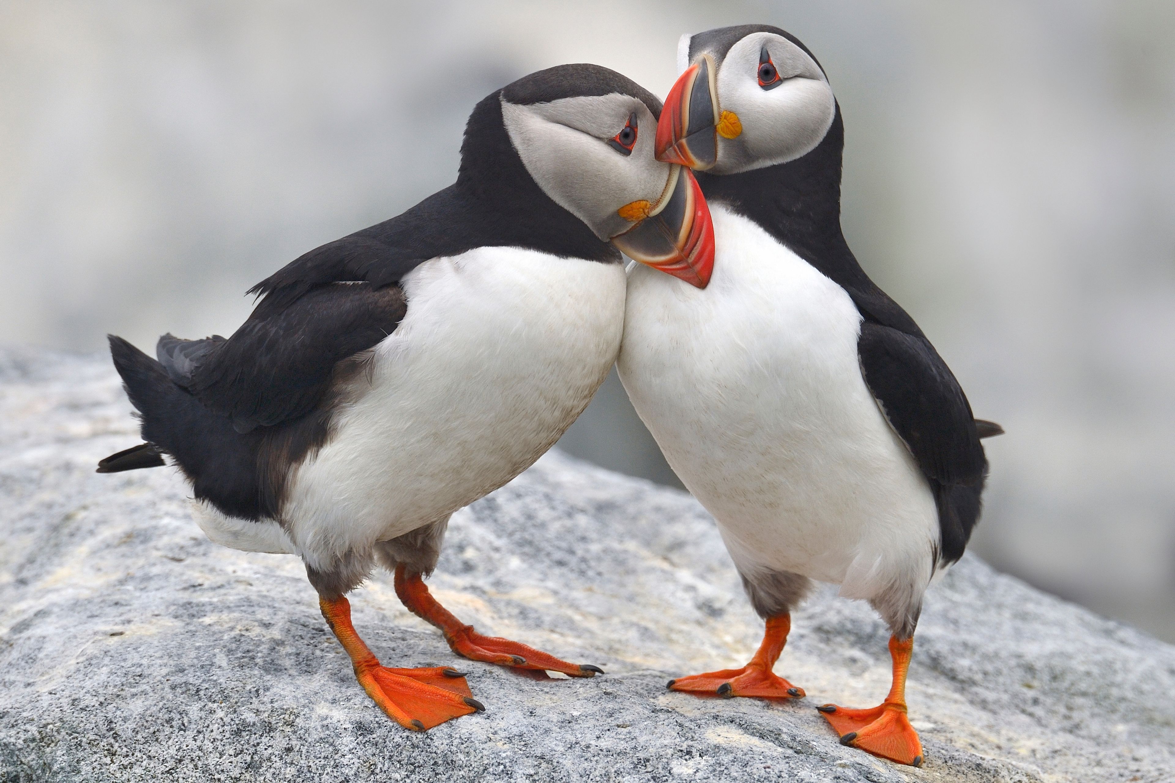 Two puffins against each other on a rock, two soulmates
