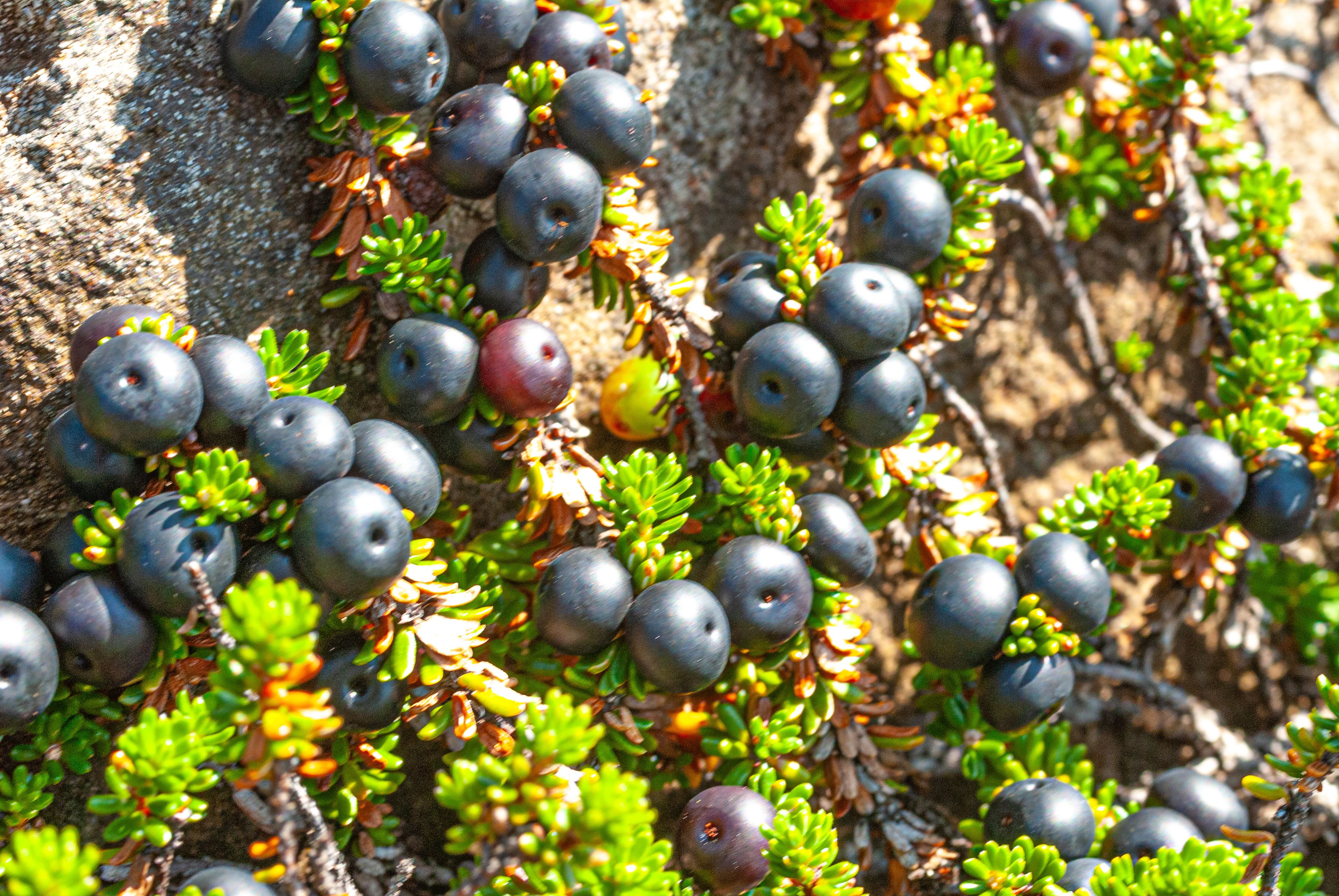 black crowberry, Iceland