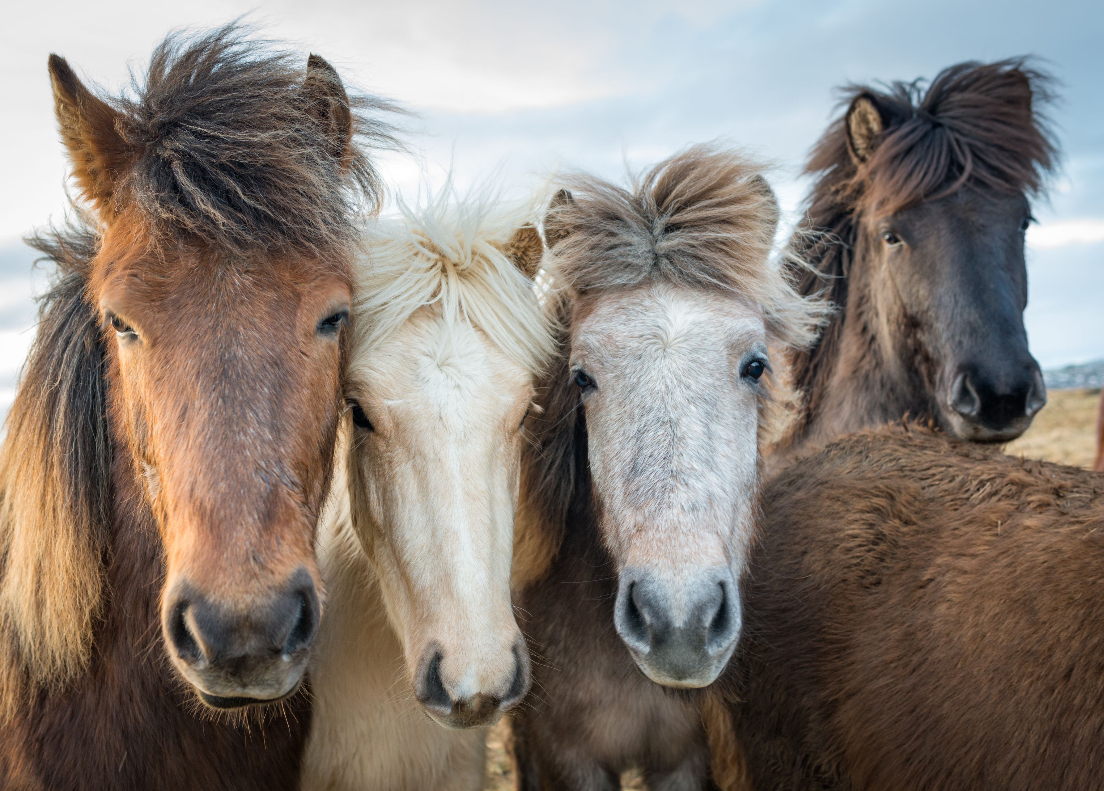 Amazing portrait of 4 beautiful Icelandic horses