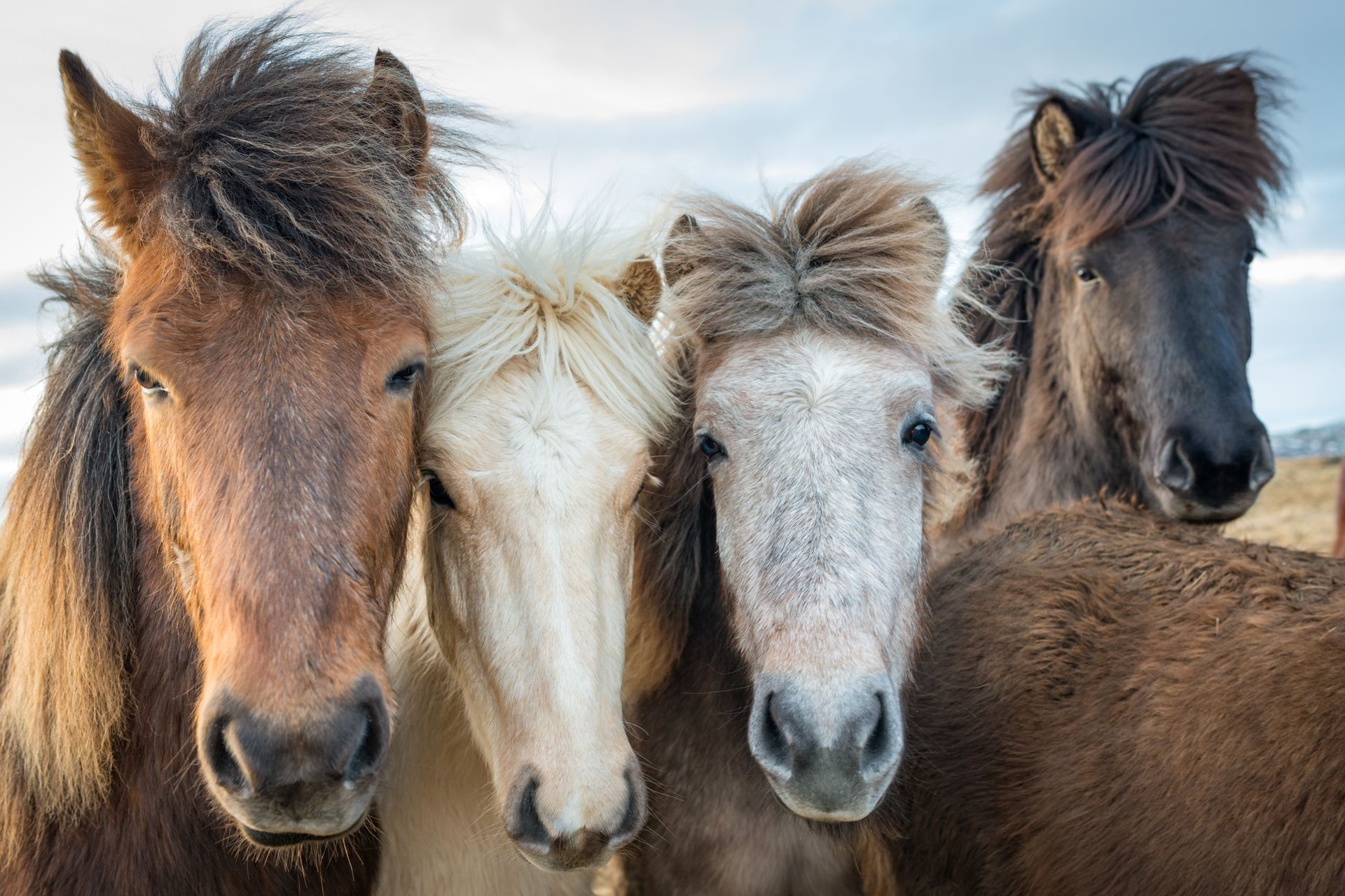 Amazing portrait of 4 beautiful Icelandic horses