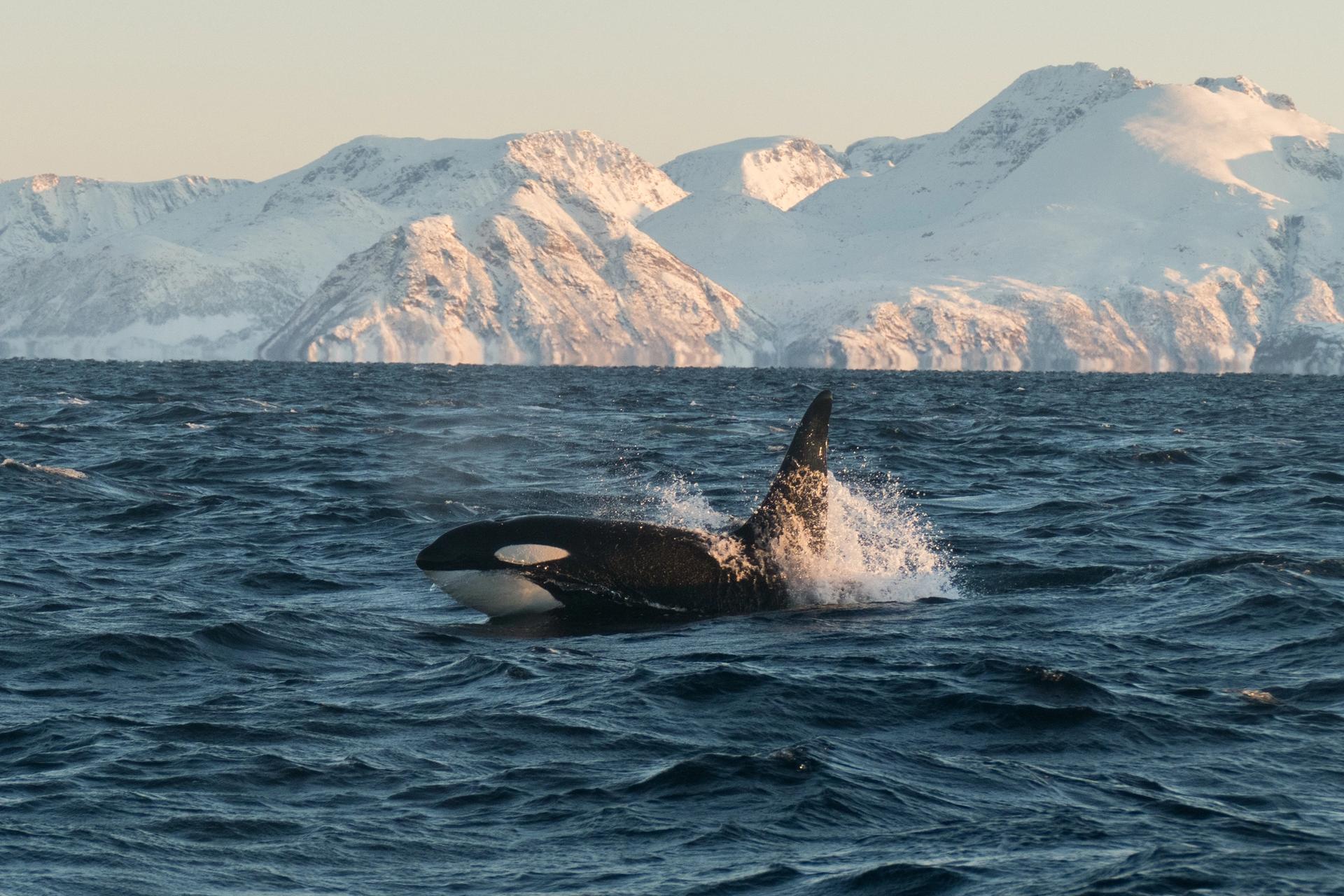 An orca i sswimming in the ocean with montains in backgournd