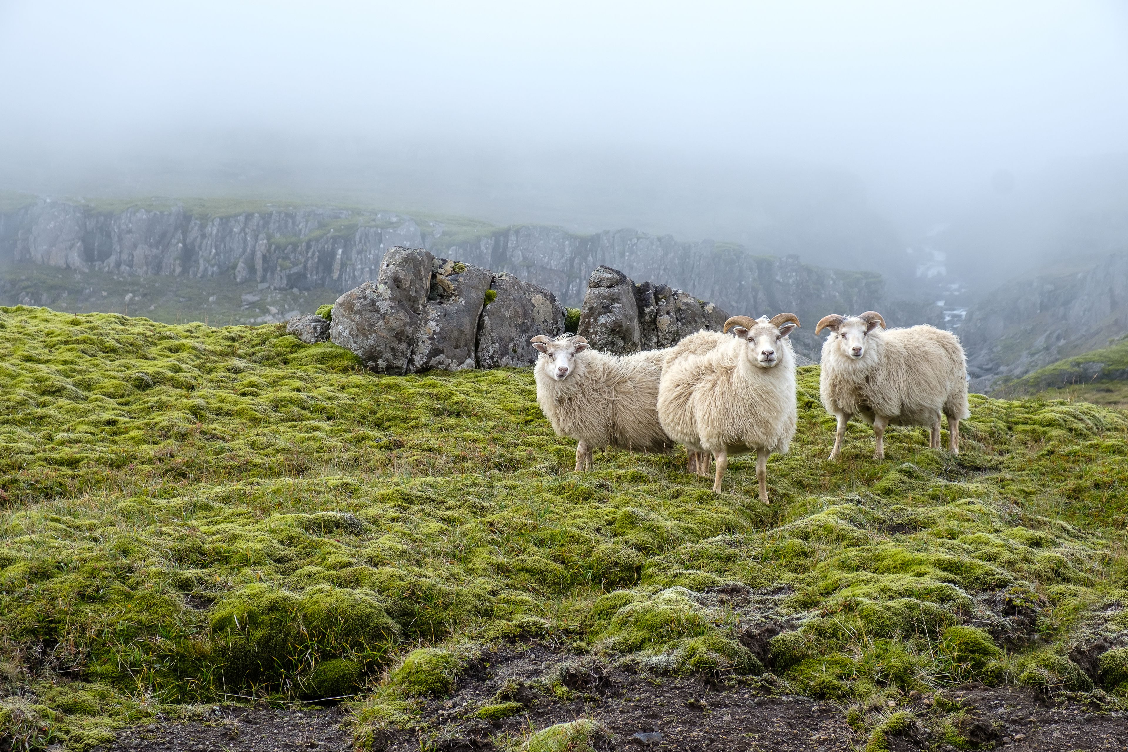 Three sheeps in a green lanscape in Iceland