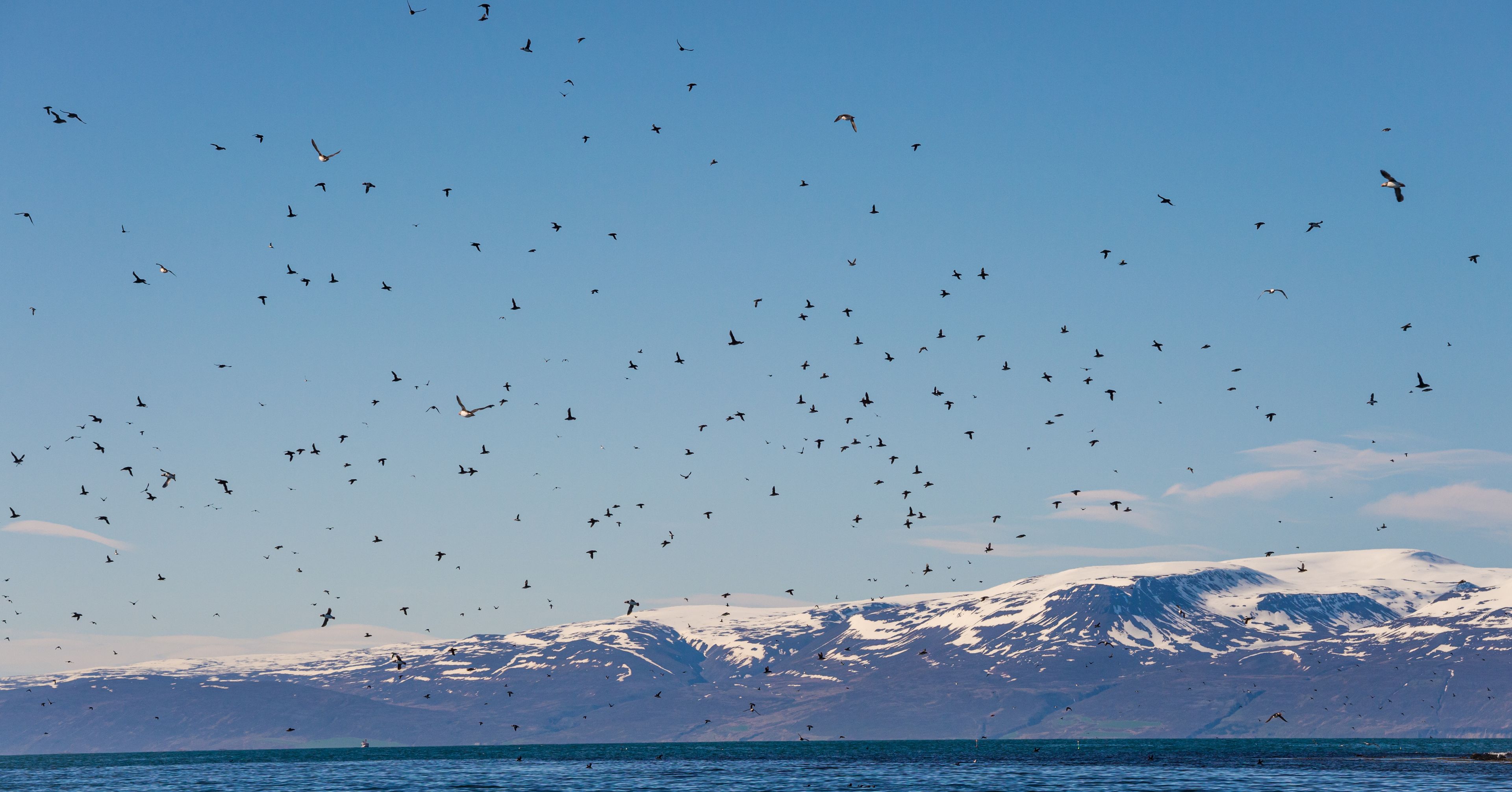 View on group of puffins flying around Lundey. You can see the ocean and the snow-capped mountains in the background.