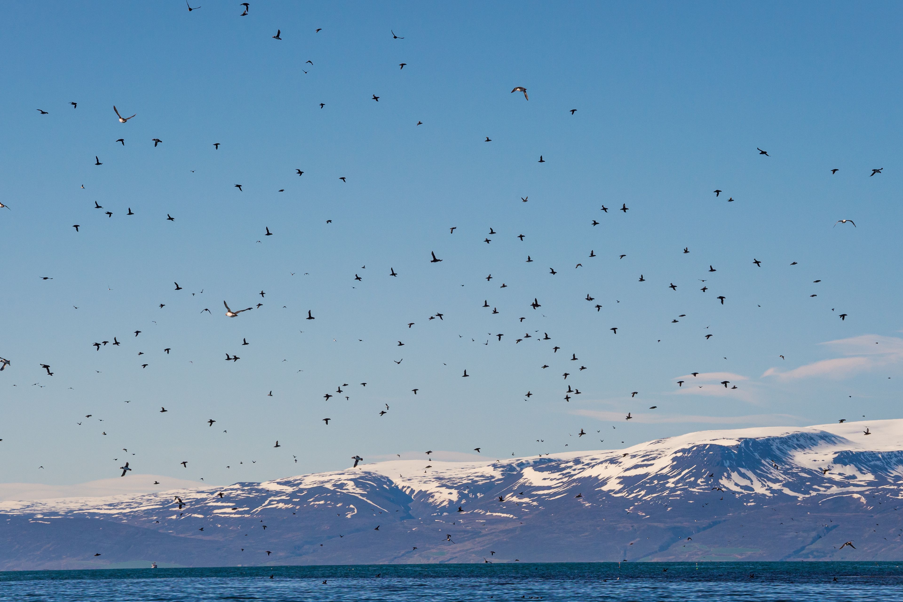 View on group of puffins flying around Lundey. You can see the ocean and the snow-capped mountains in the background.