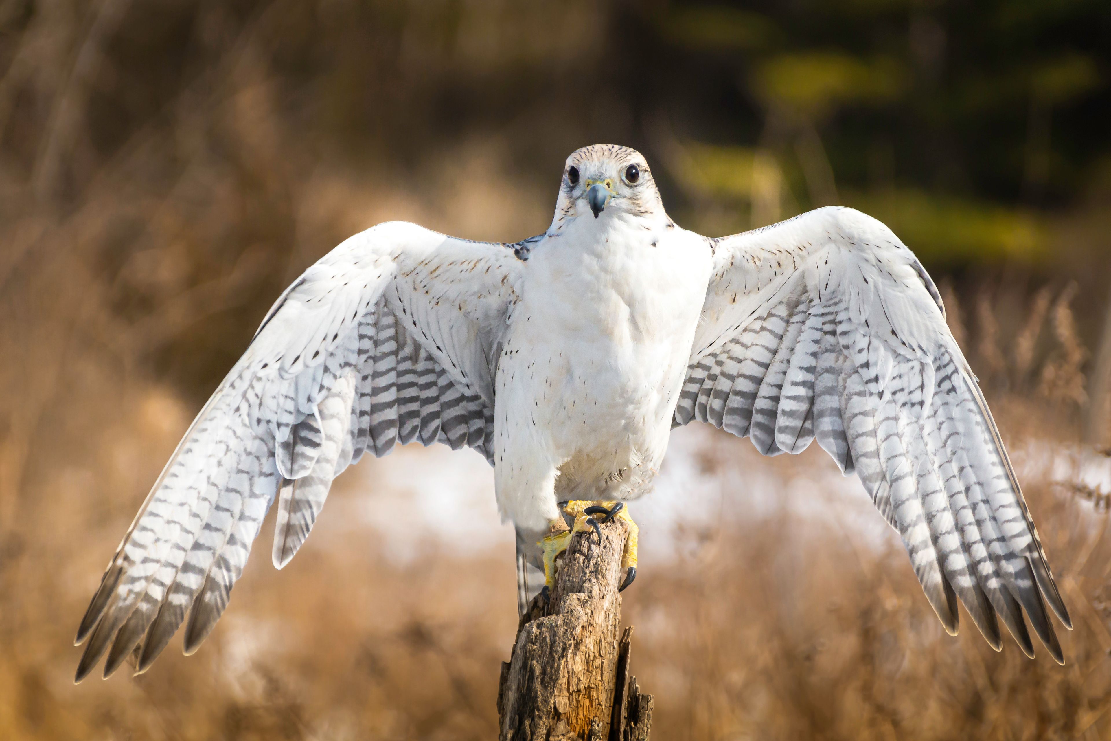 Gyrfalcon