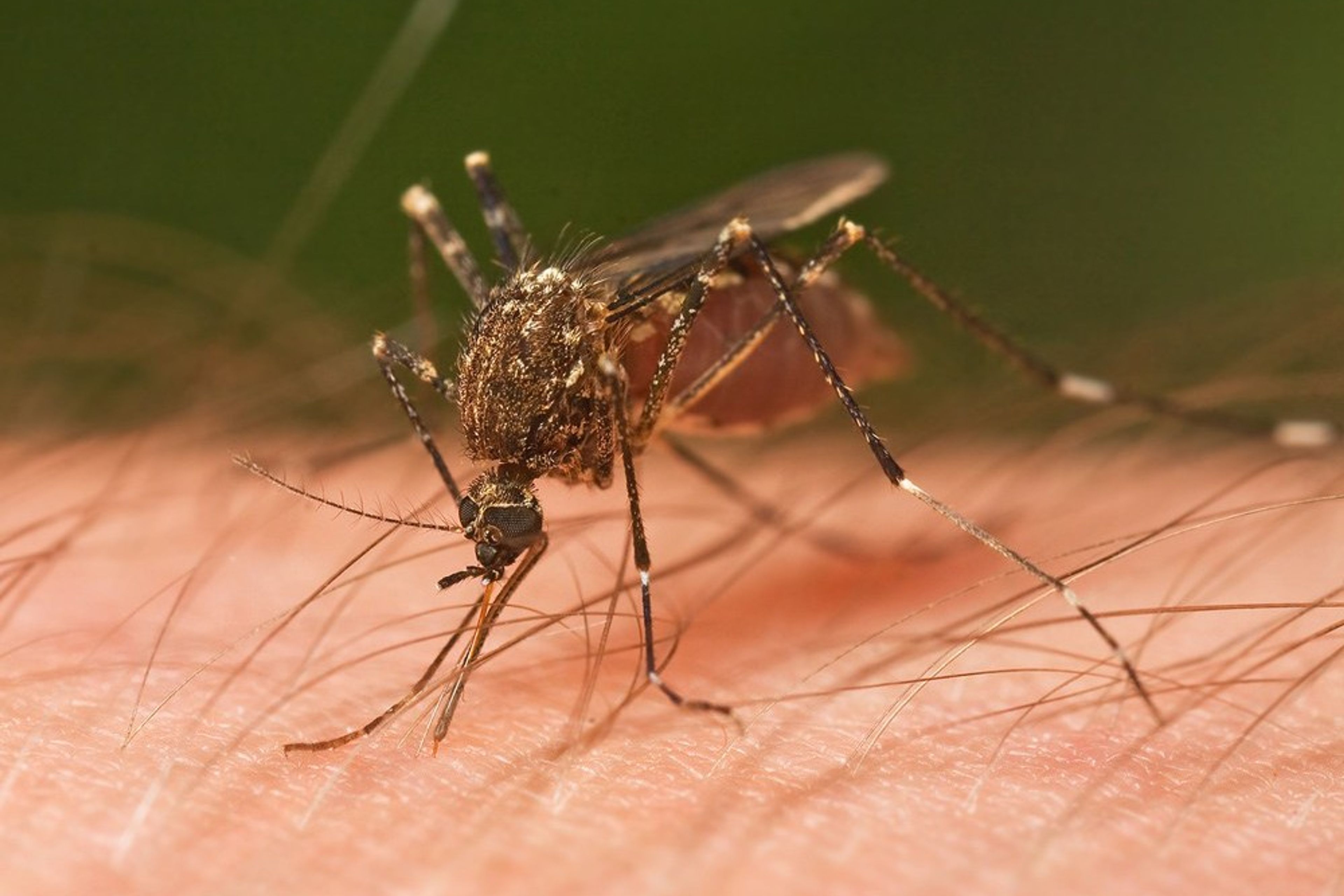 Mosquito on a hairy hand not in Iceland