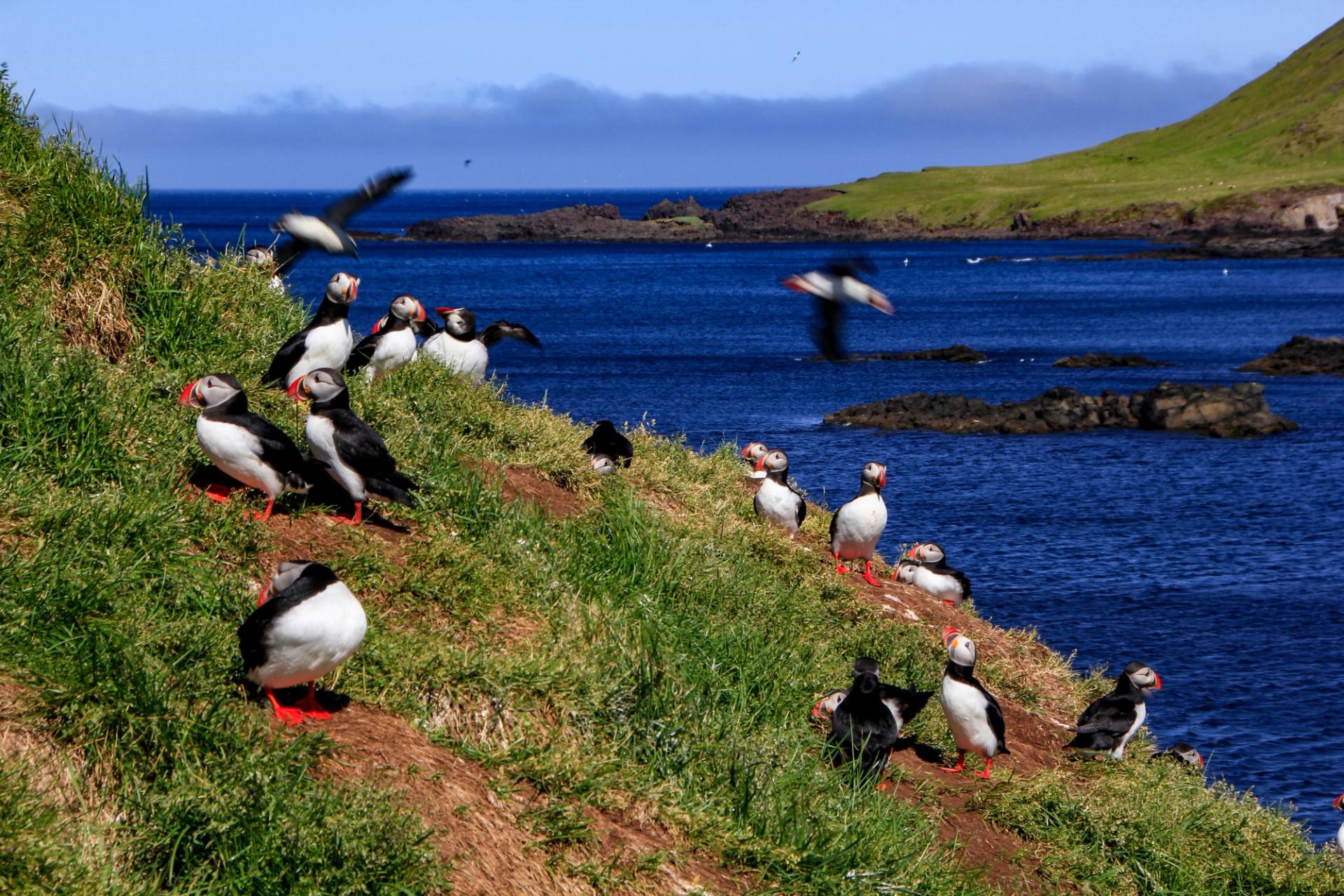 Puffins in Iceland 