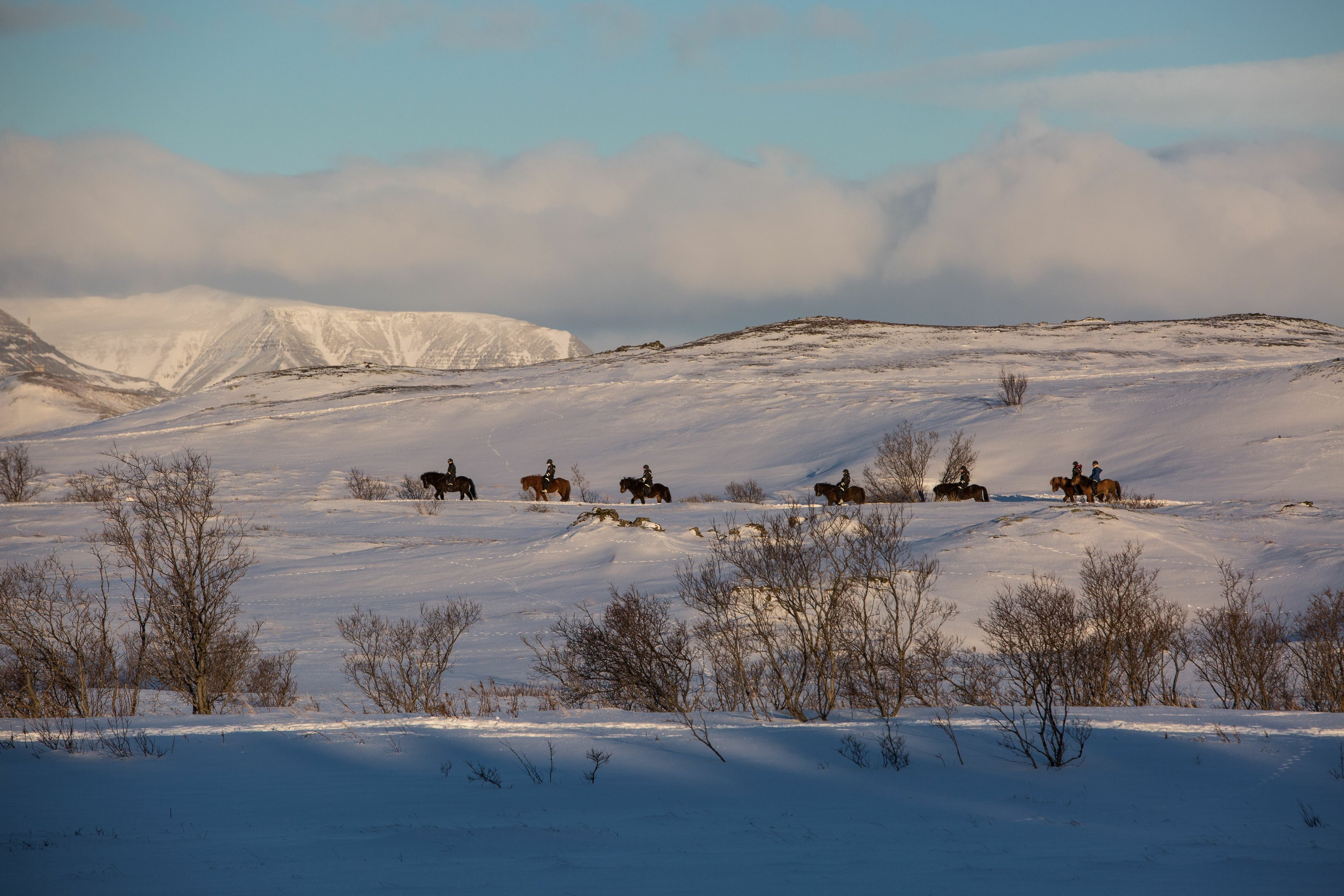 horseback riding in the snow-covered winter landscape of Iceland