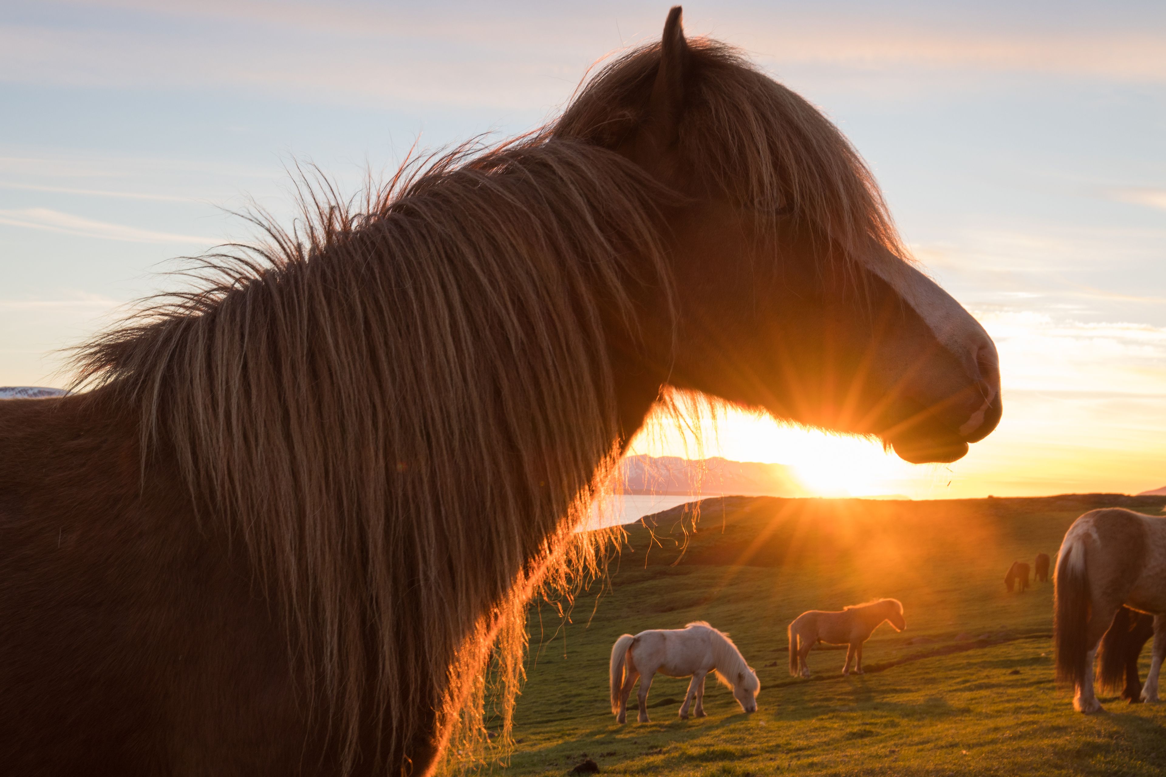 Horses and midnight sun