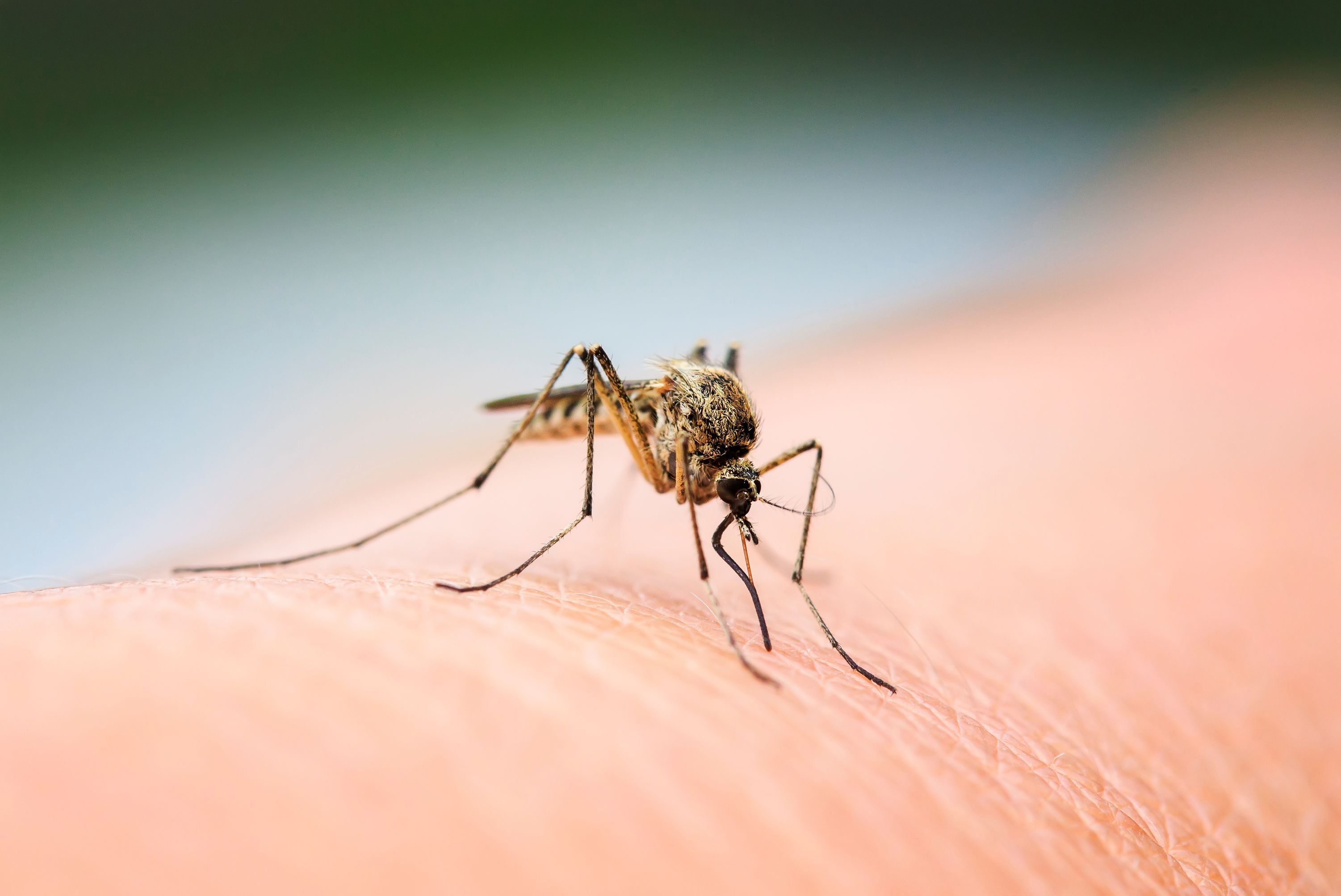 mosquito sitting on her hand drinking blood