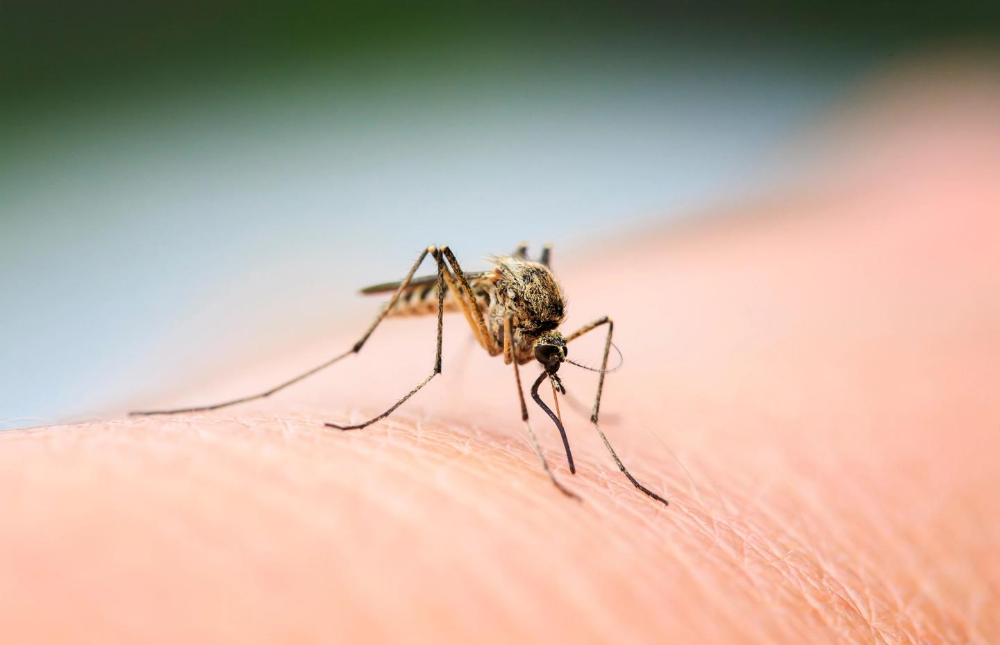 mosquito sitting on her hand drinking blood