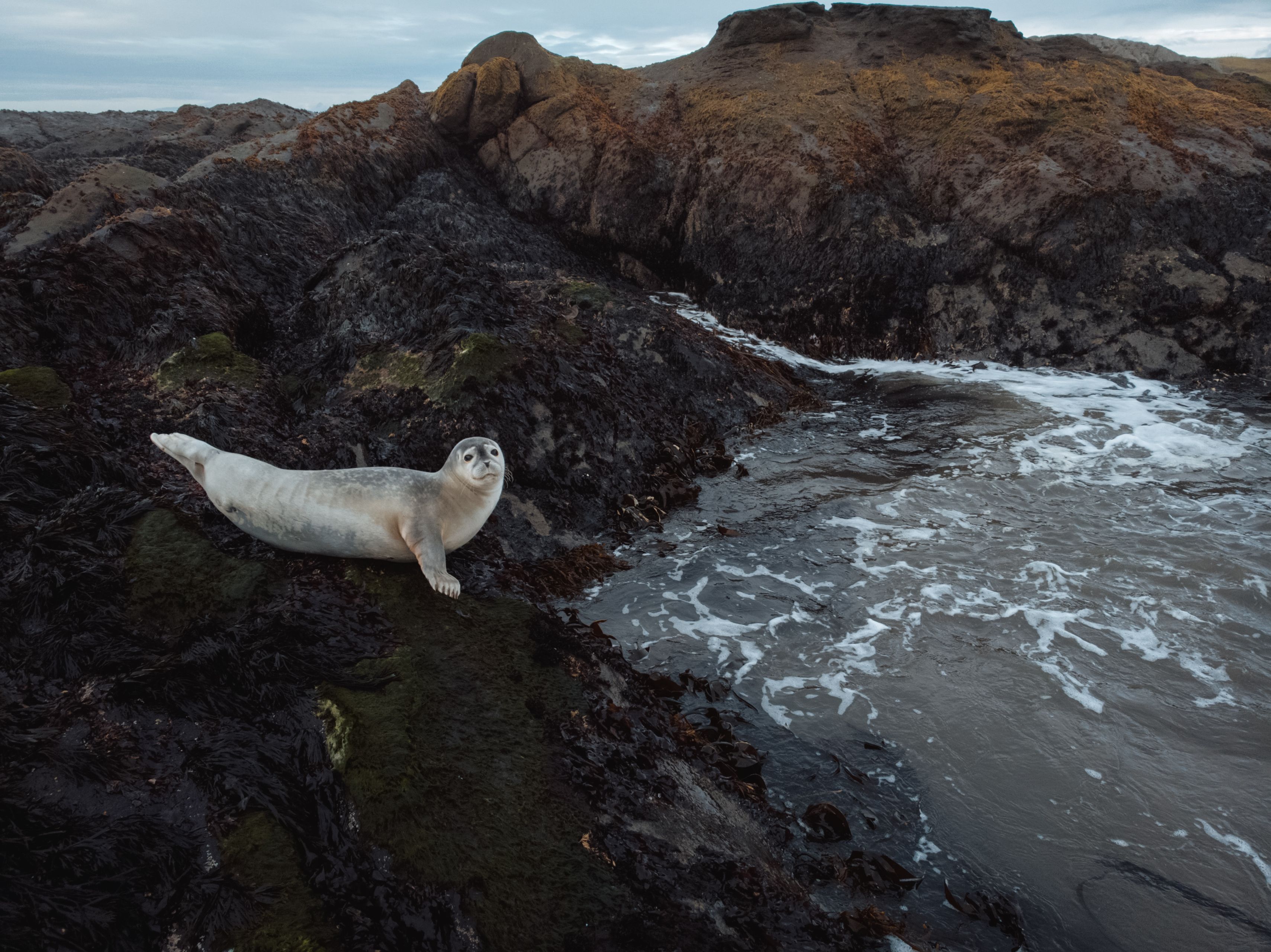 seal in east iceland