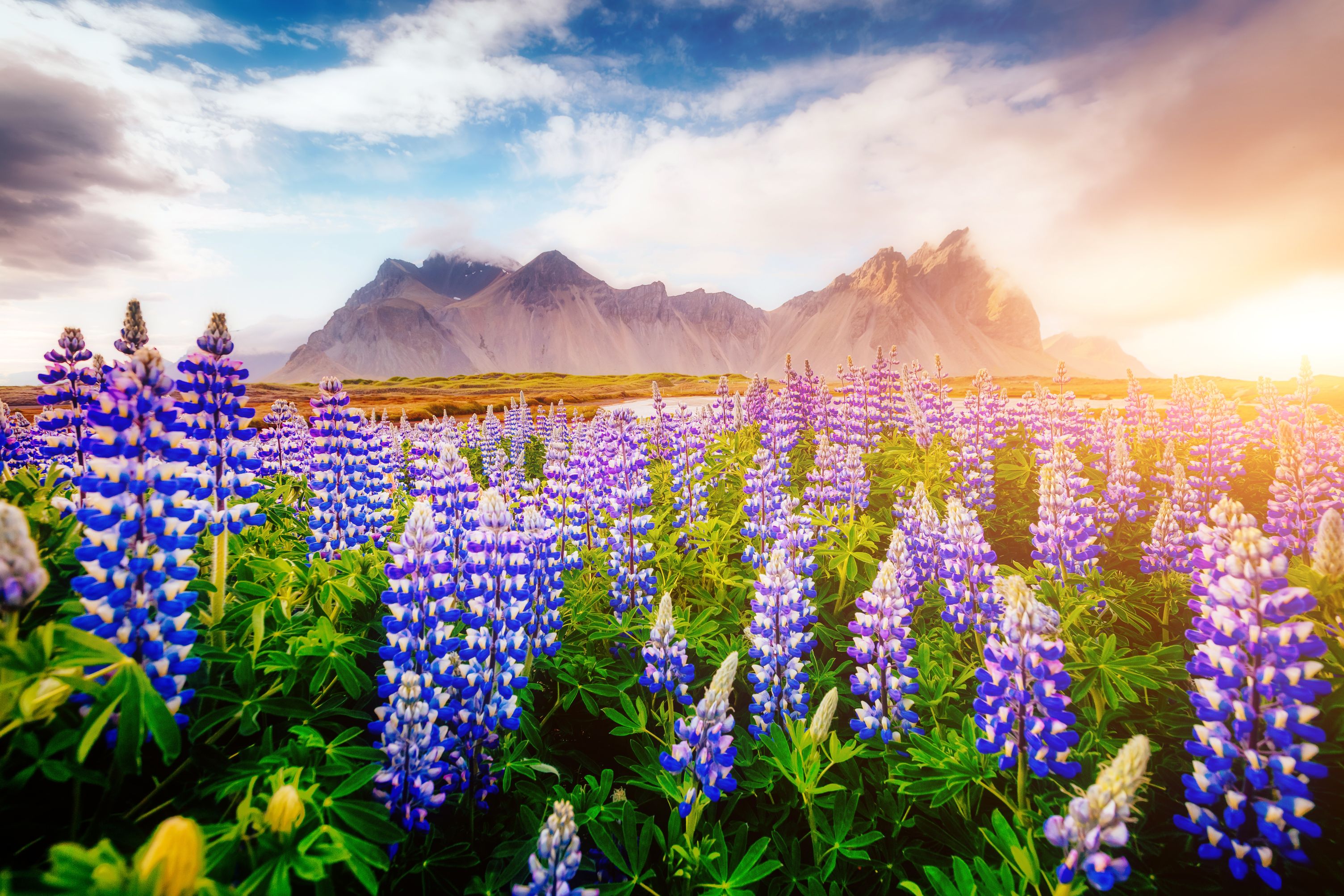 Magical lupine flowers glowing during iceland in spring