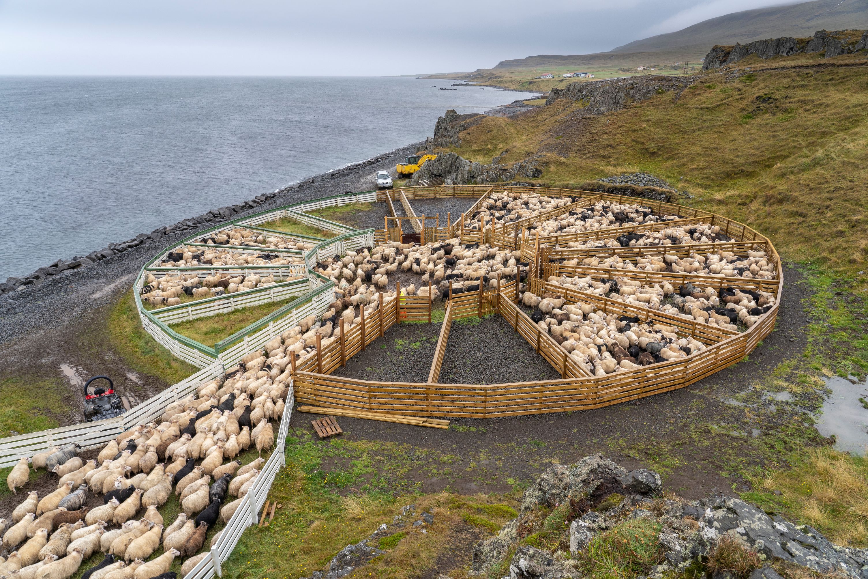 Icelandic sheep's in a Round-Up in Iceland