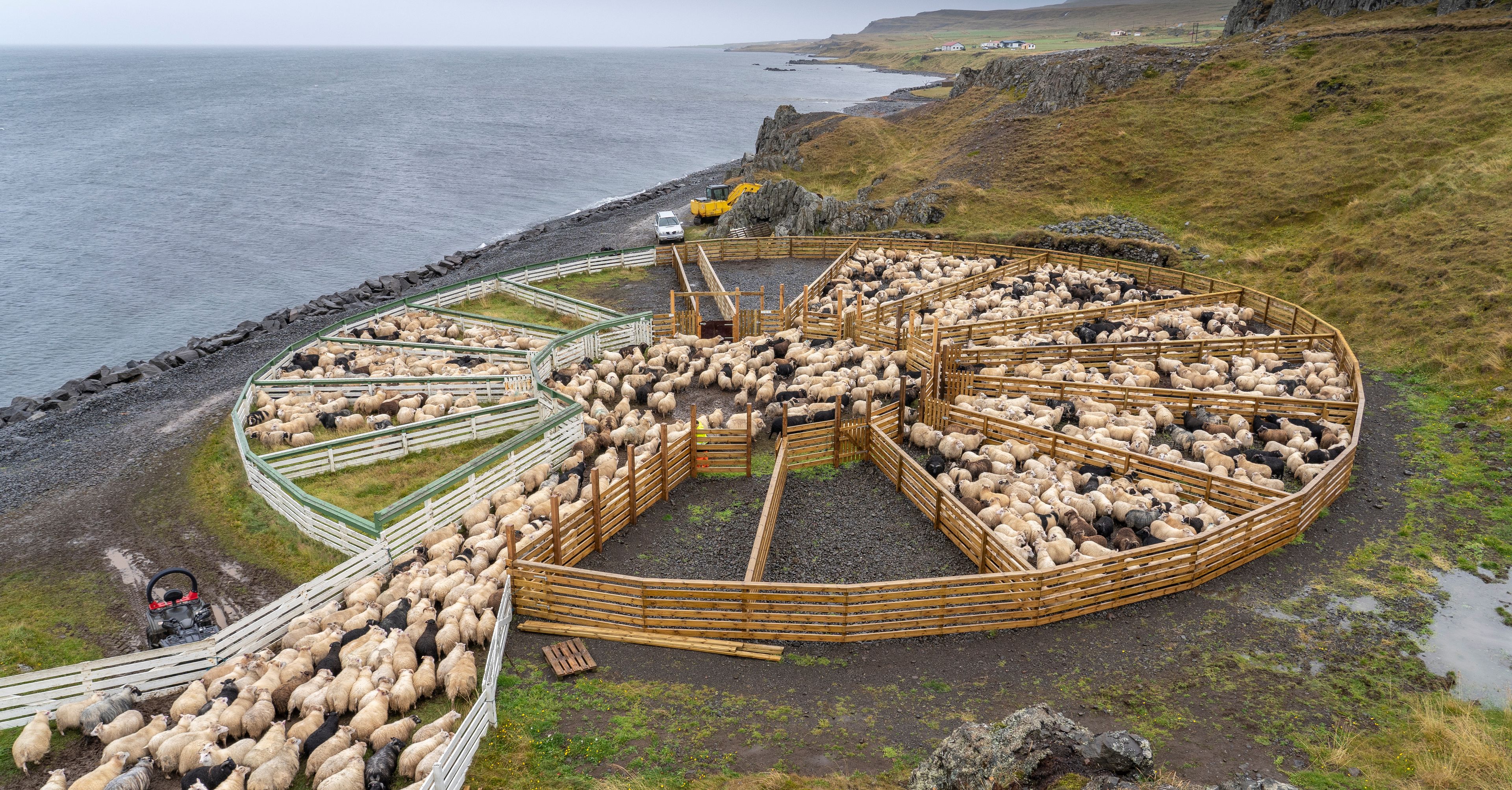 Icelandic sheep's in a Round-Up in Iceland