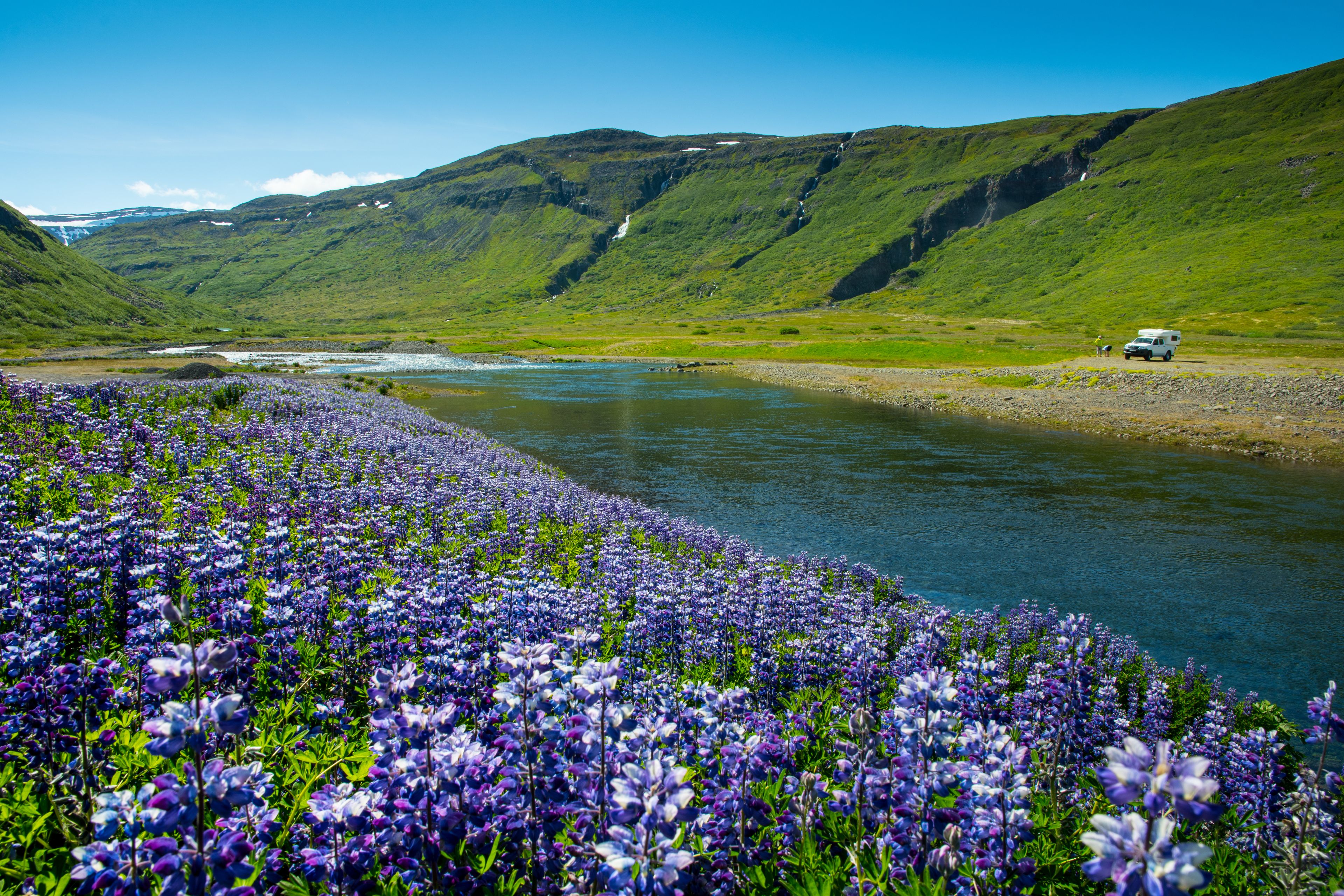 Campo de flores en el oeste de Islandia