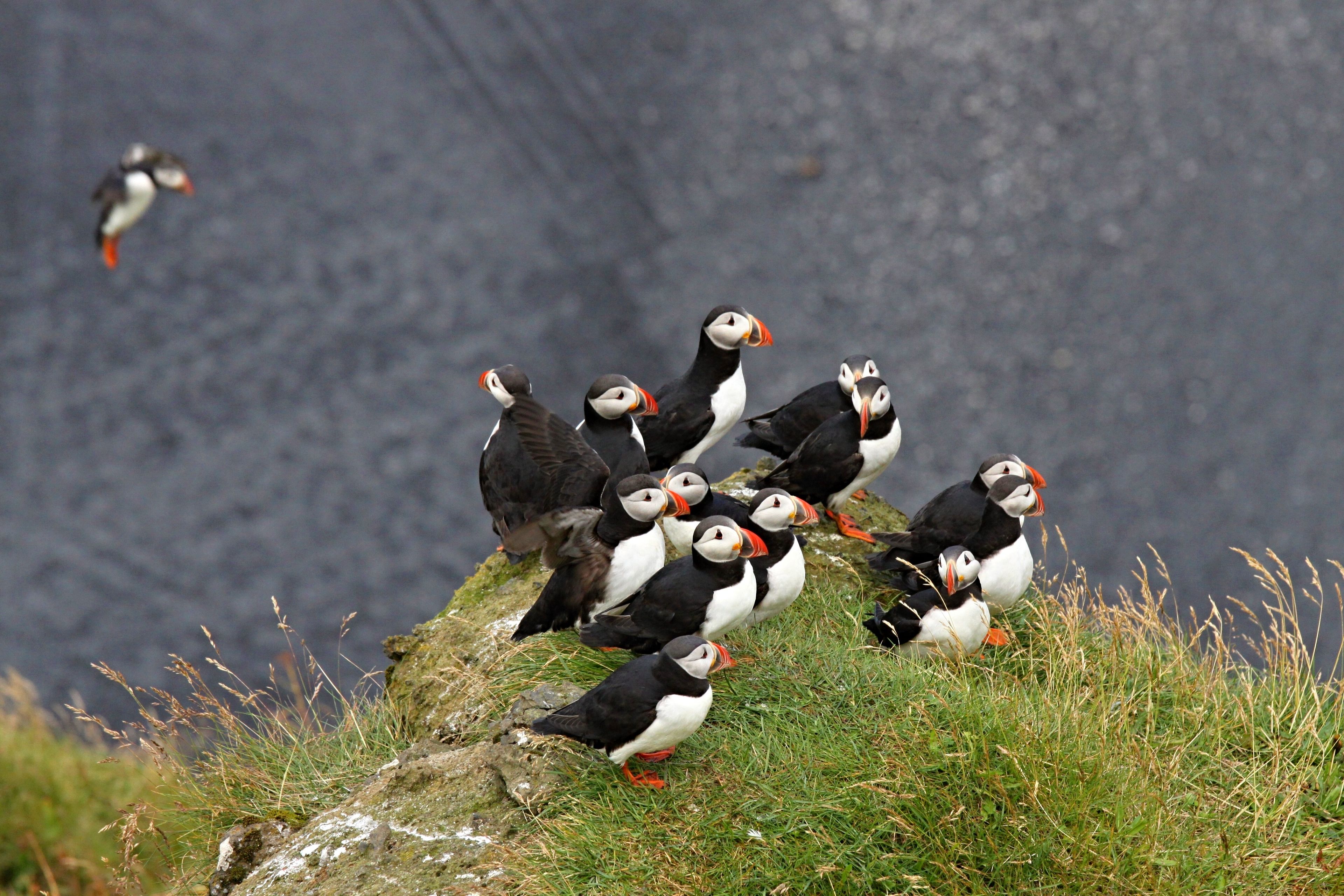 Group of puffins in Dyrhólaey