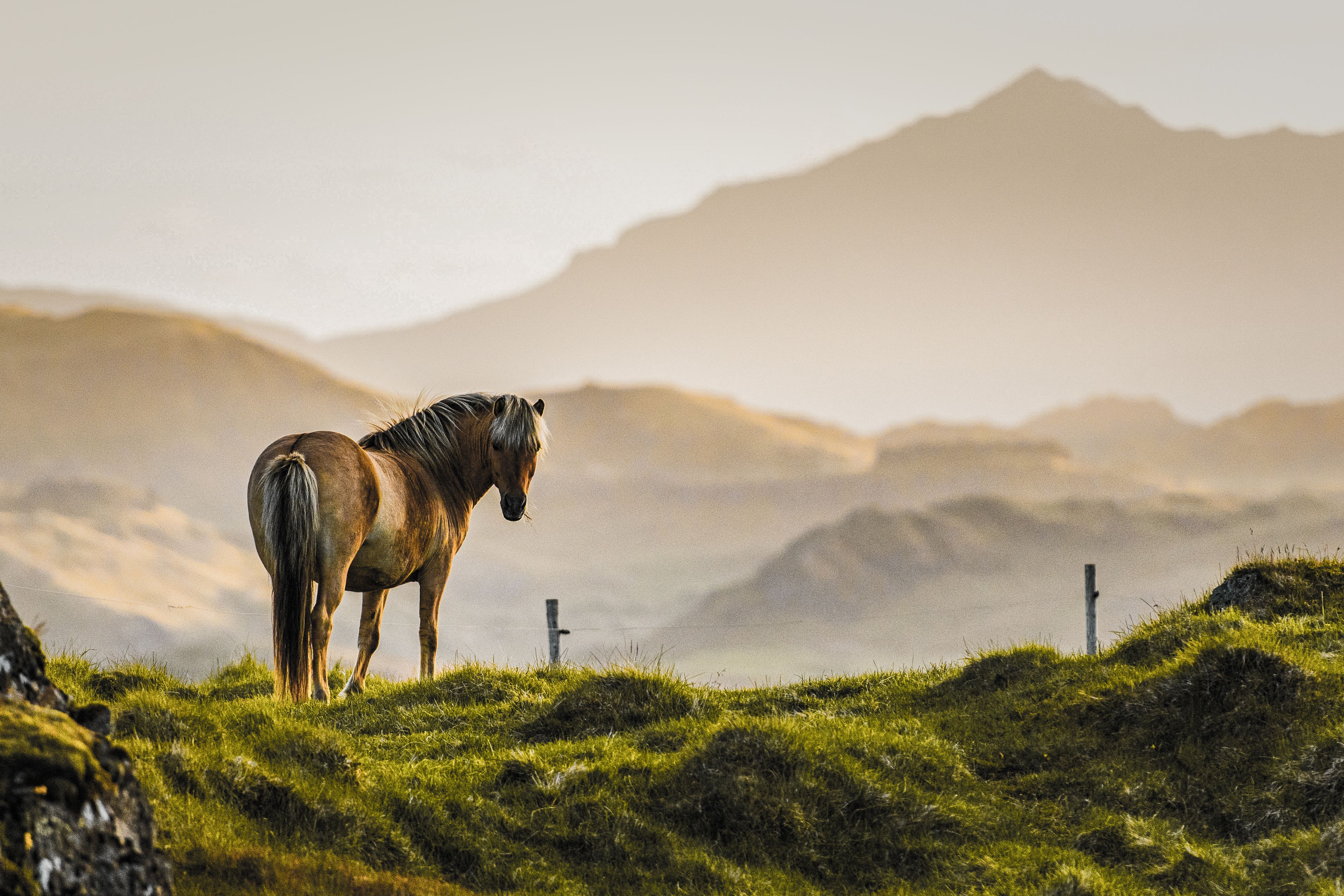 Icelandic horse