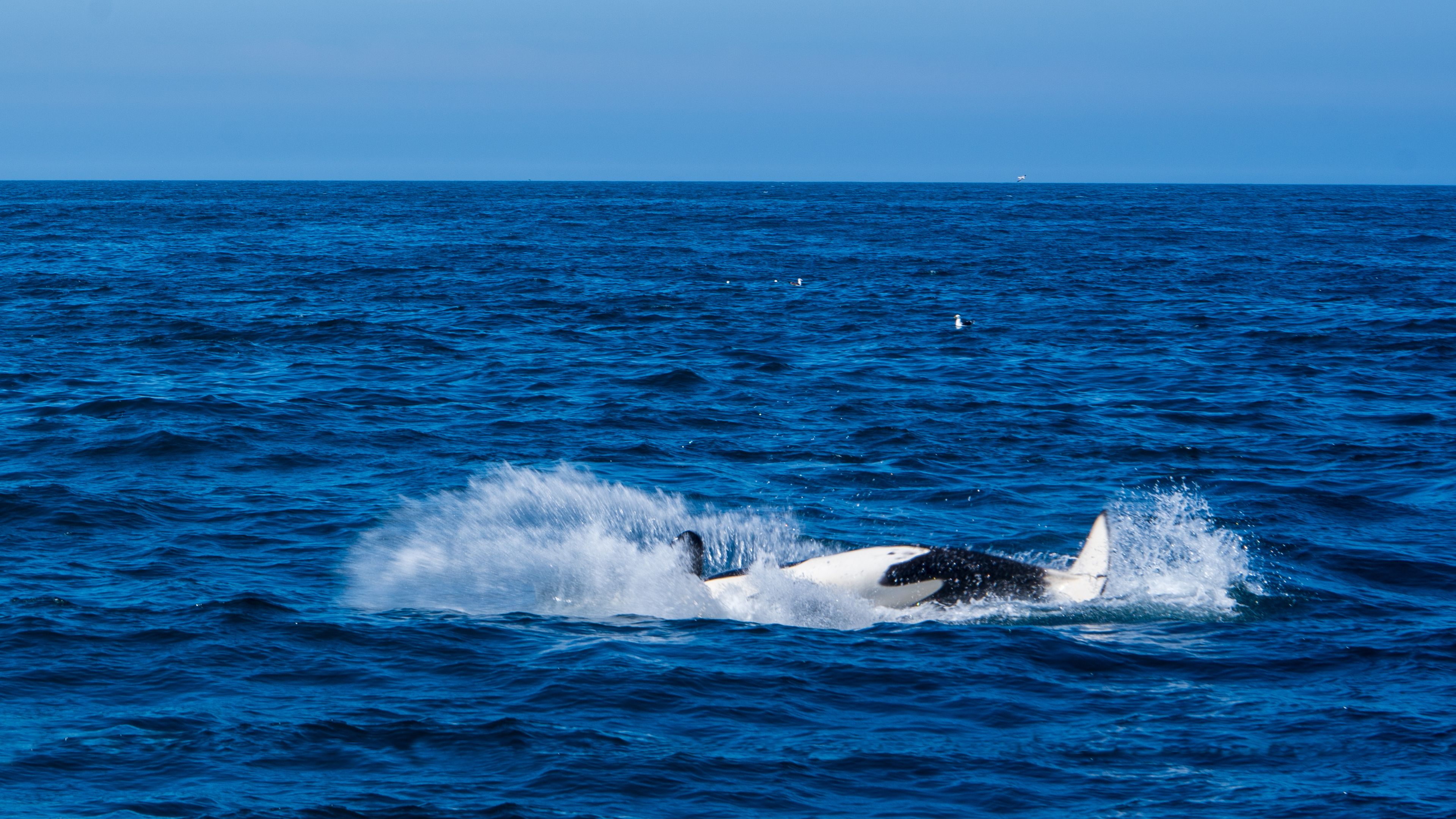 Whale spotted in Ólafsvík, Iceland