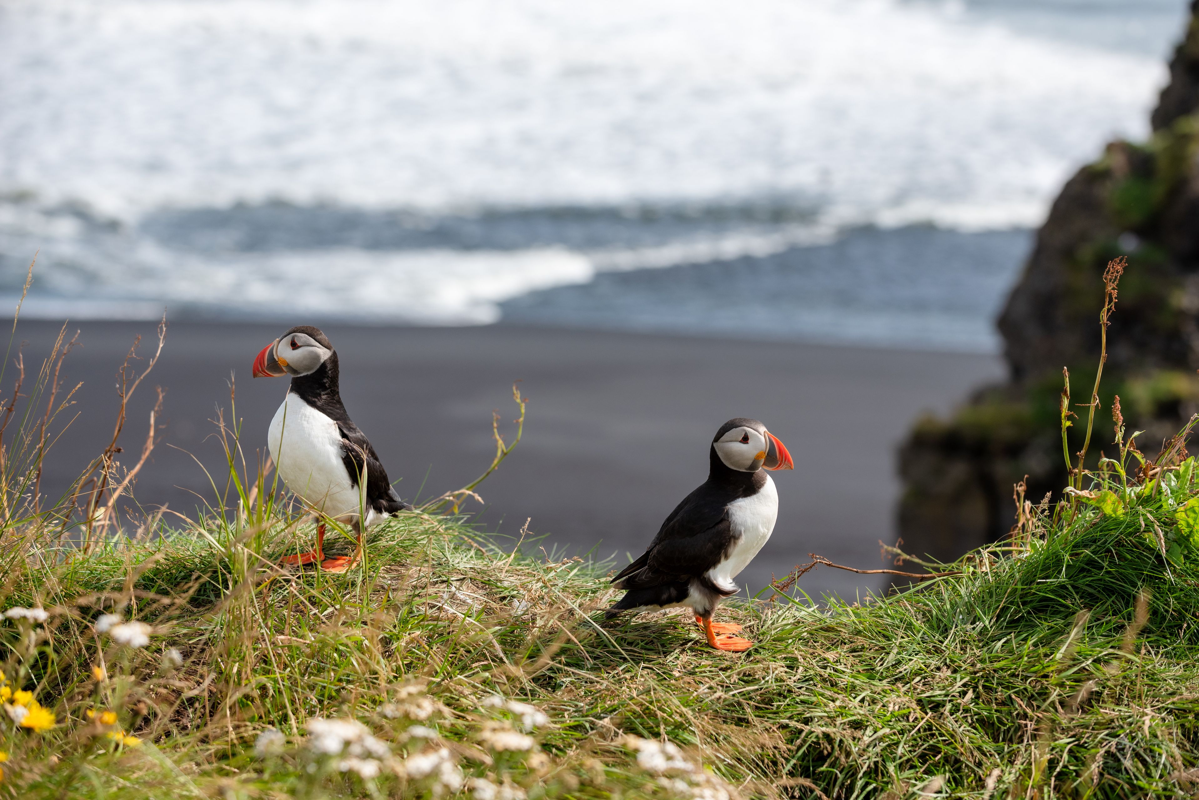 Puffins at Dyrhólaey