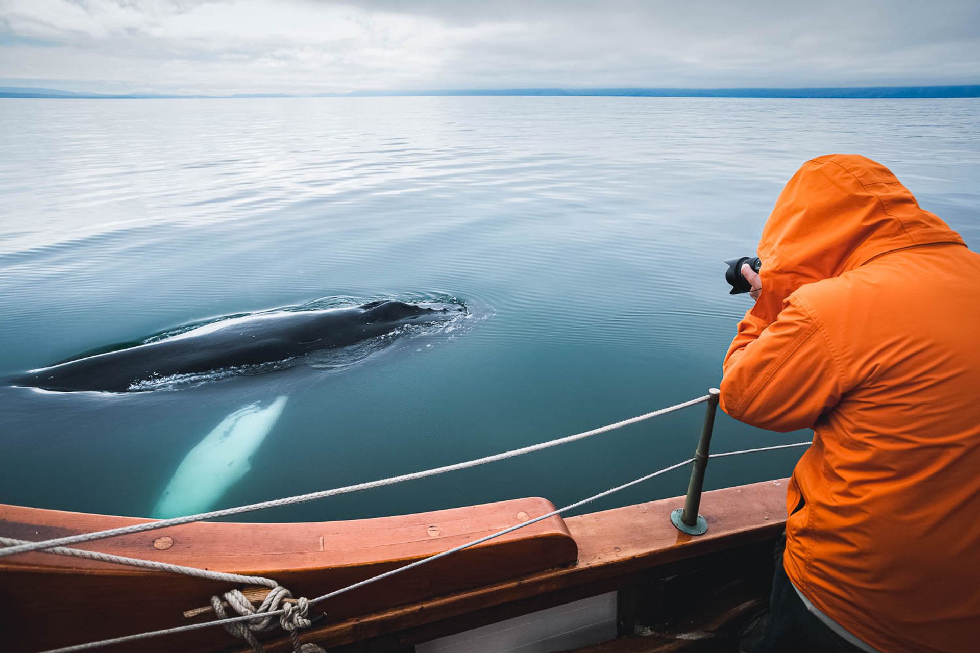 A man taking a very close picture of a Whale in the Icelandic ocean