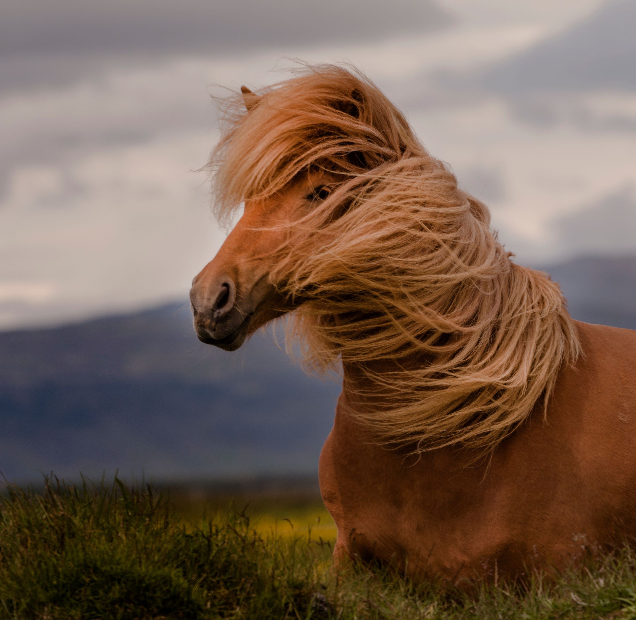 Icelandic horse