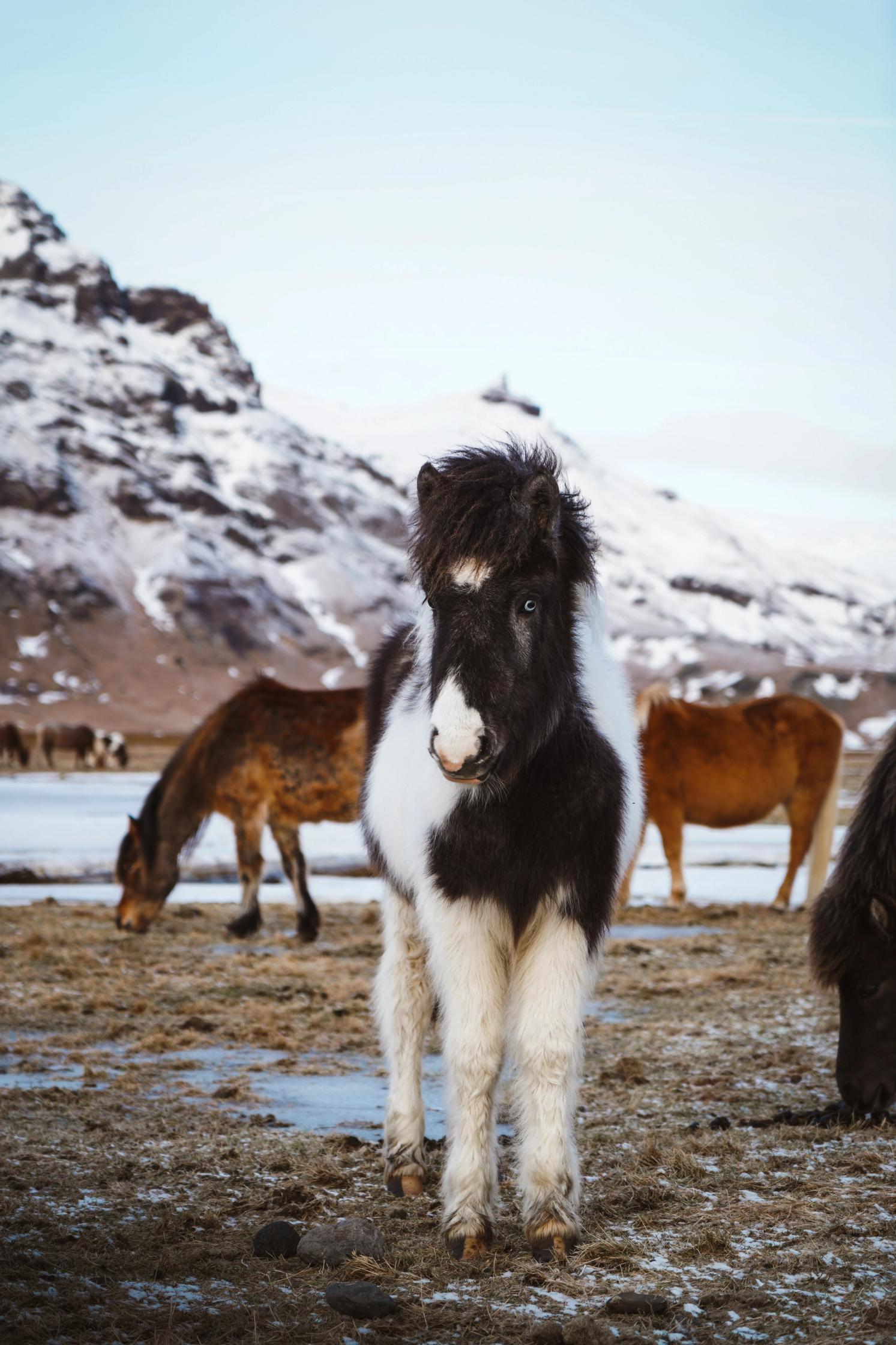 Picture of an Icelandic horses standing 