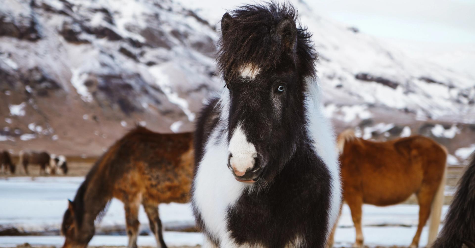 Picture of an Icelandic horses standing 