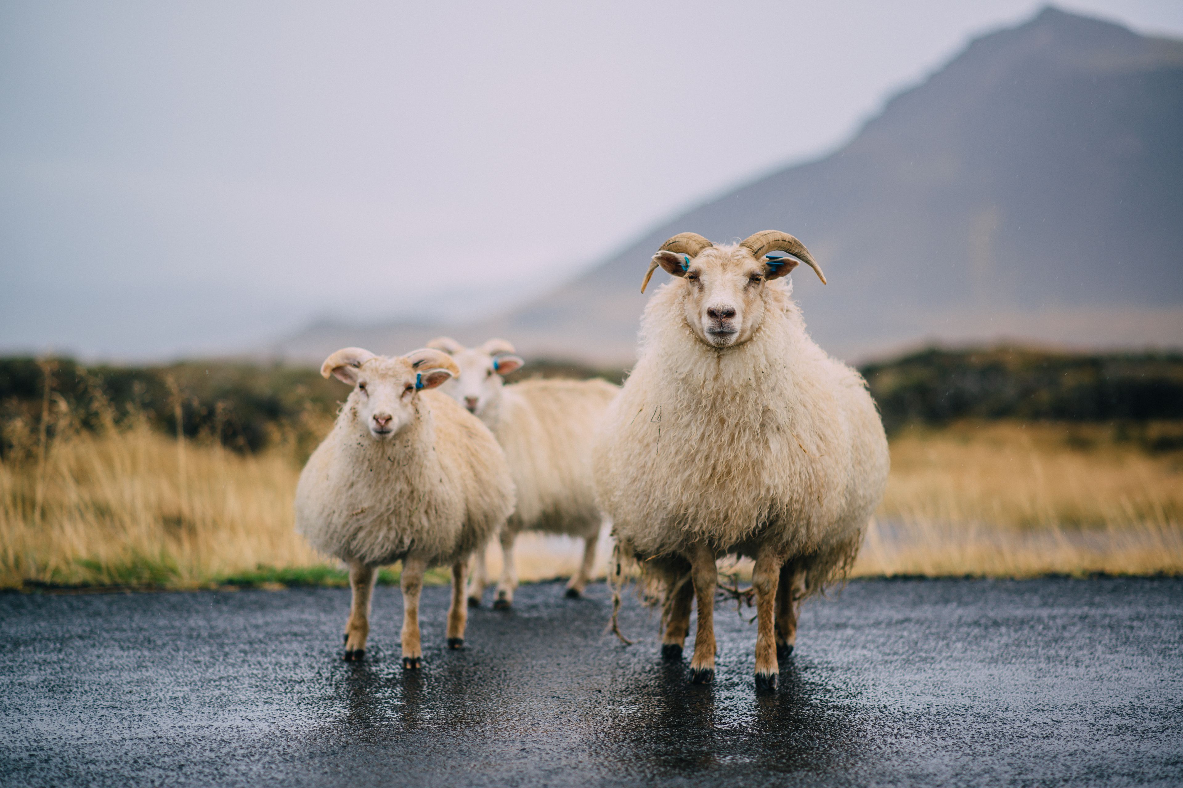Icelandic Sheep 