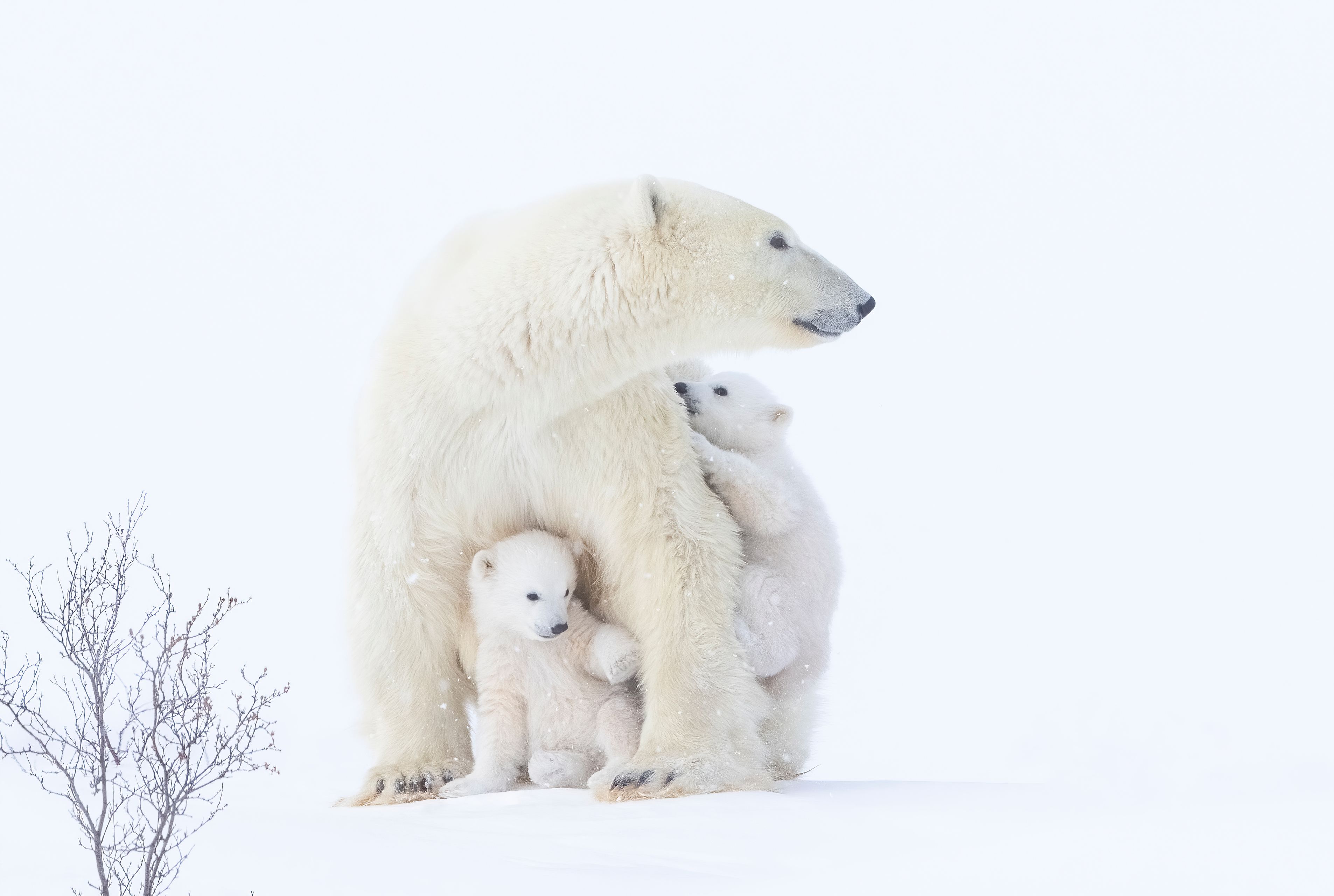 Polar bear mother and cubs in the snow