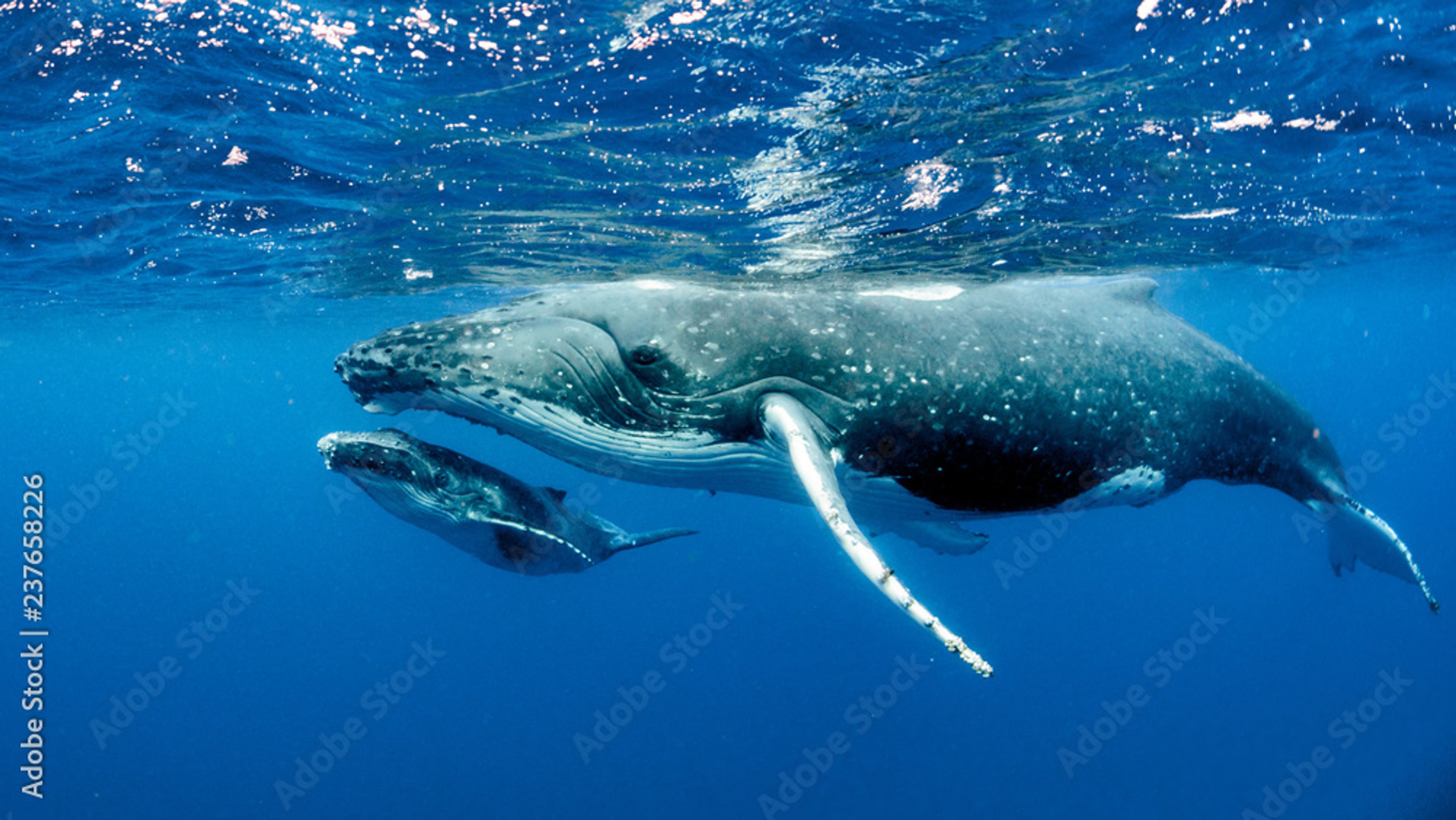 Una ballena jorobada madre con su bebé