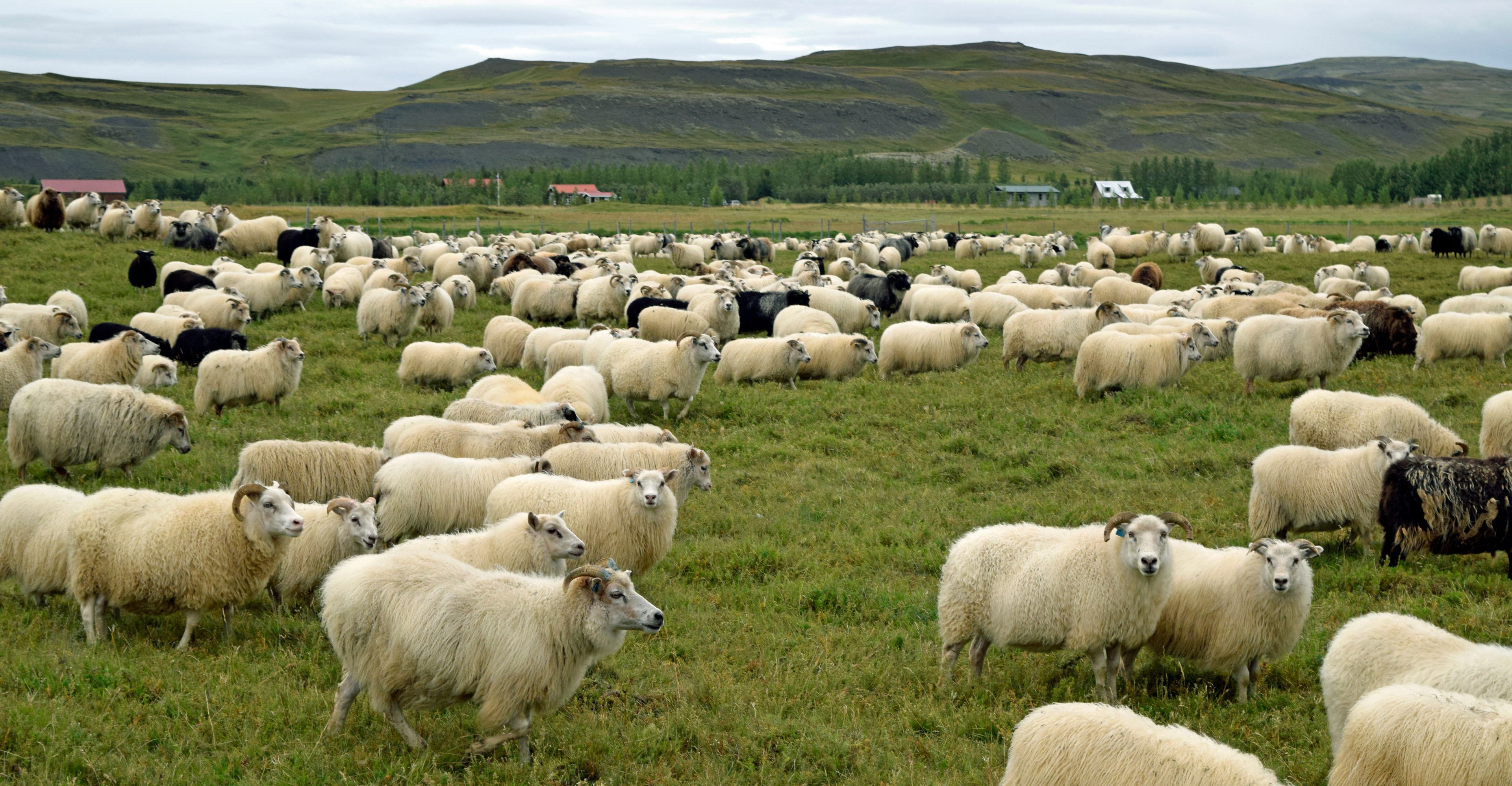 Folk of Icelandic sheep