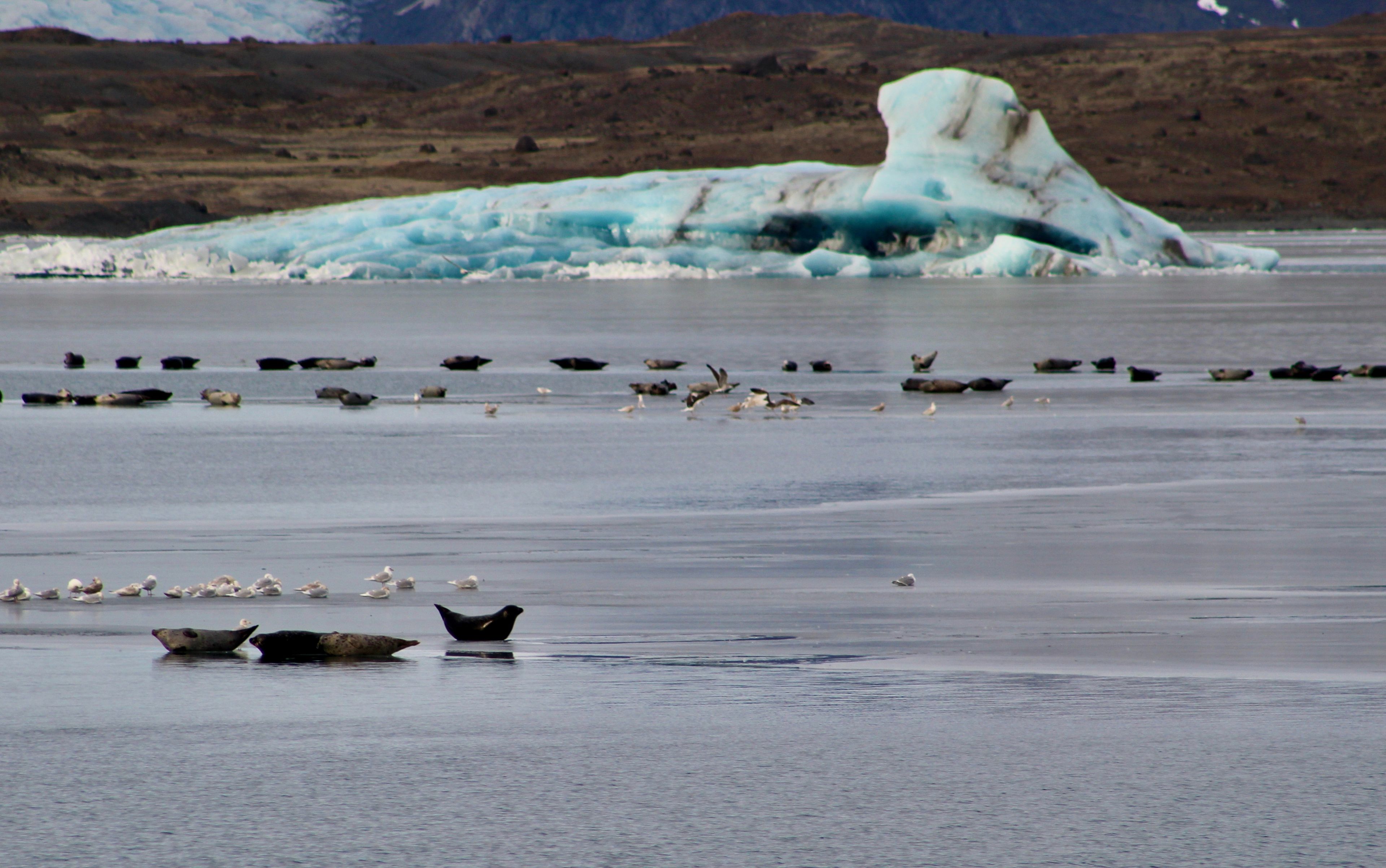 Seals at Jökulsárlón