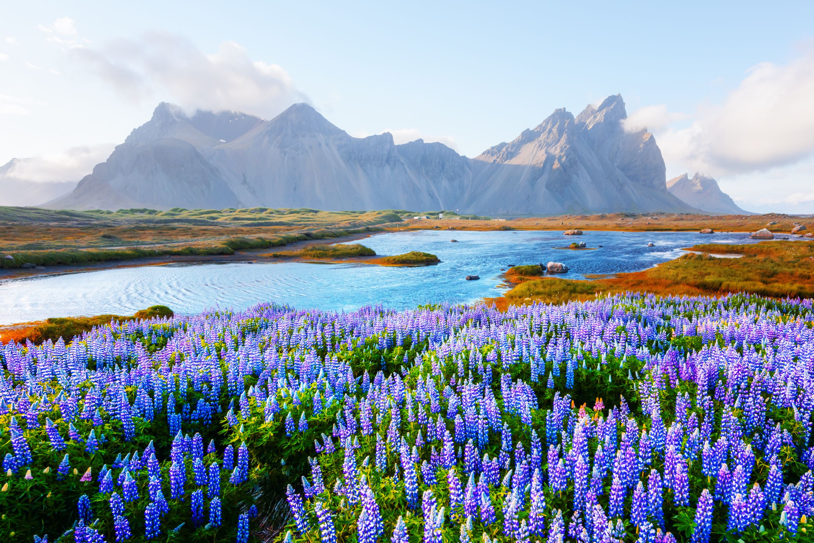 Field of lupiness with a mountain in the background