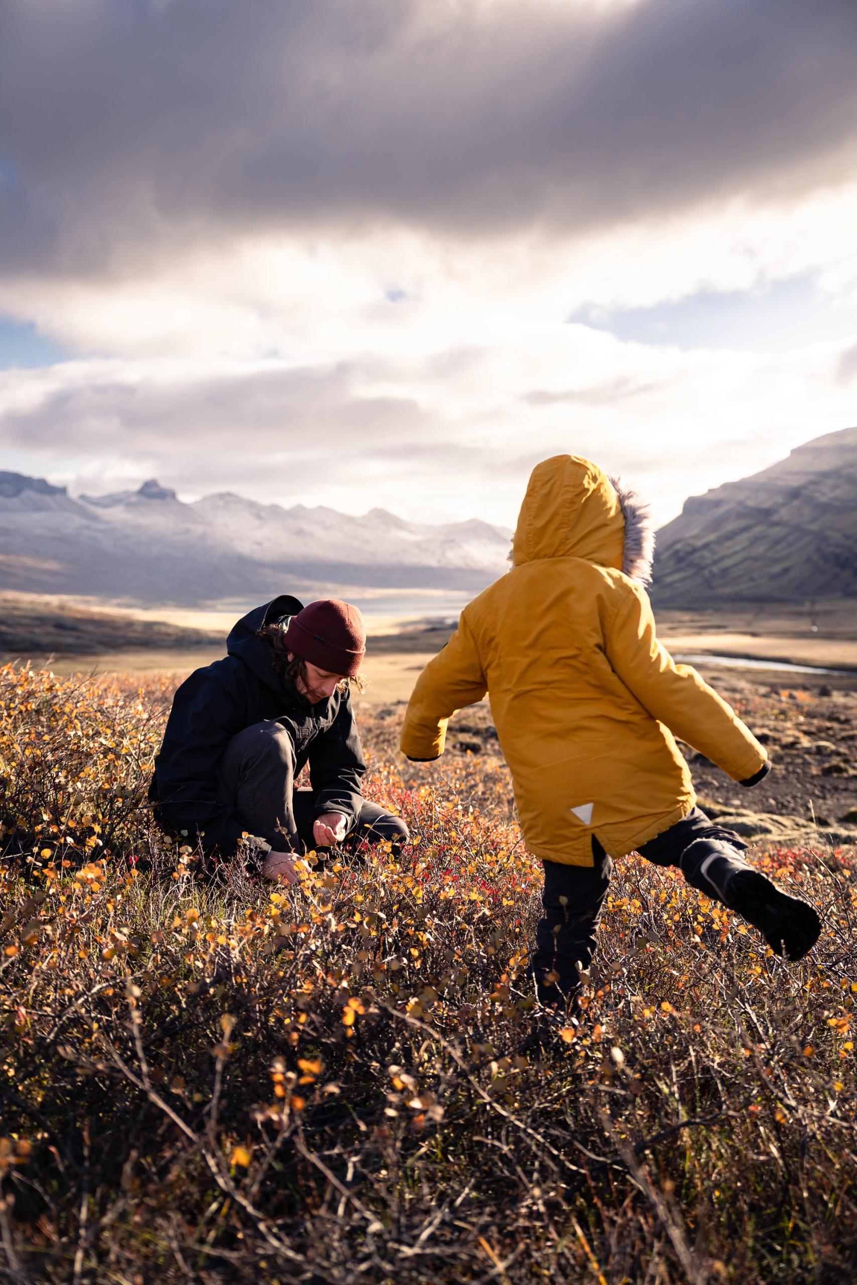 Padre e hijo recogiendo arándanos en Islandia