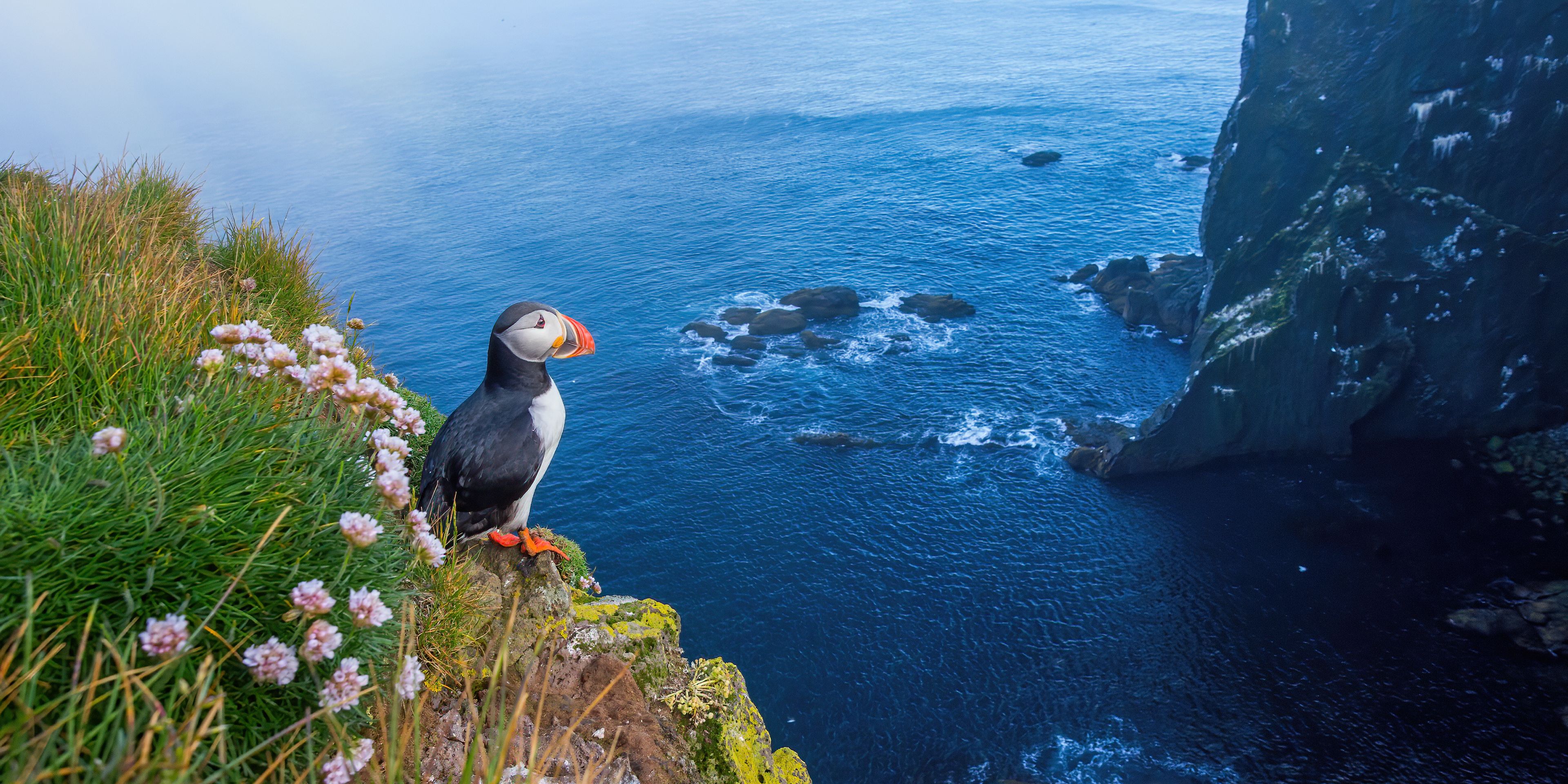 Puffin in Iceland