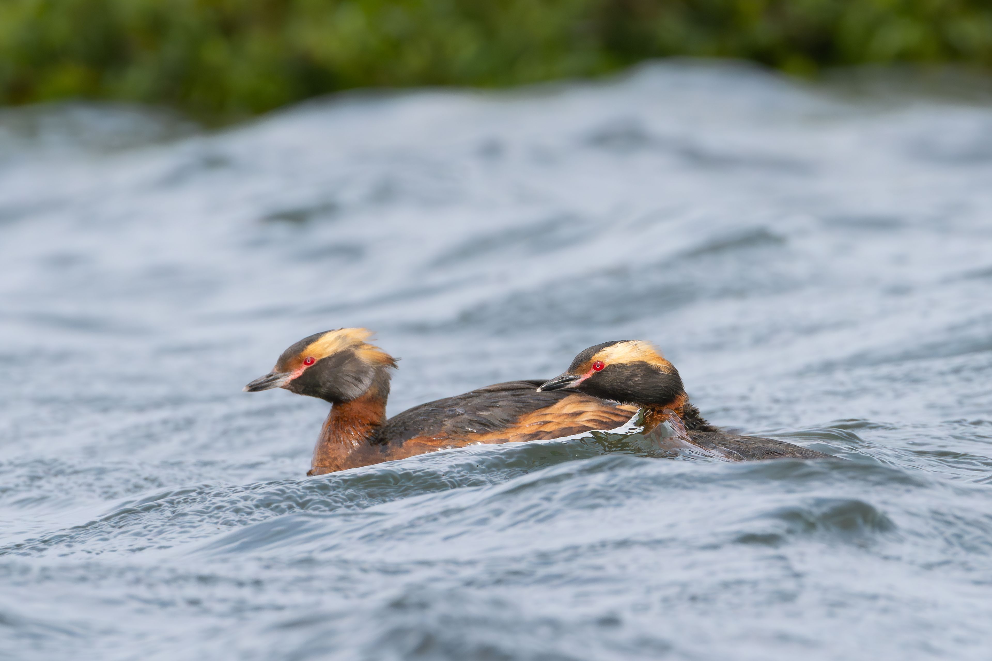 Slavonian grebes en el Lago de Myvatn, Islandia