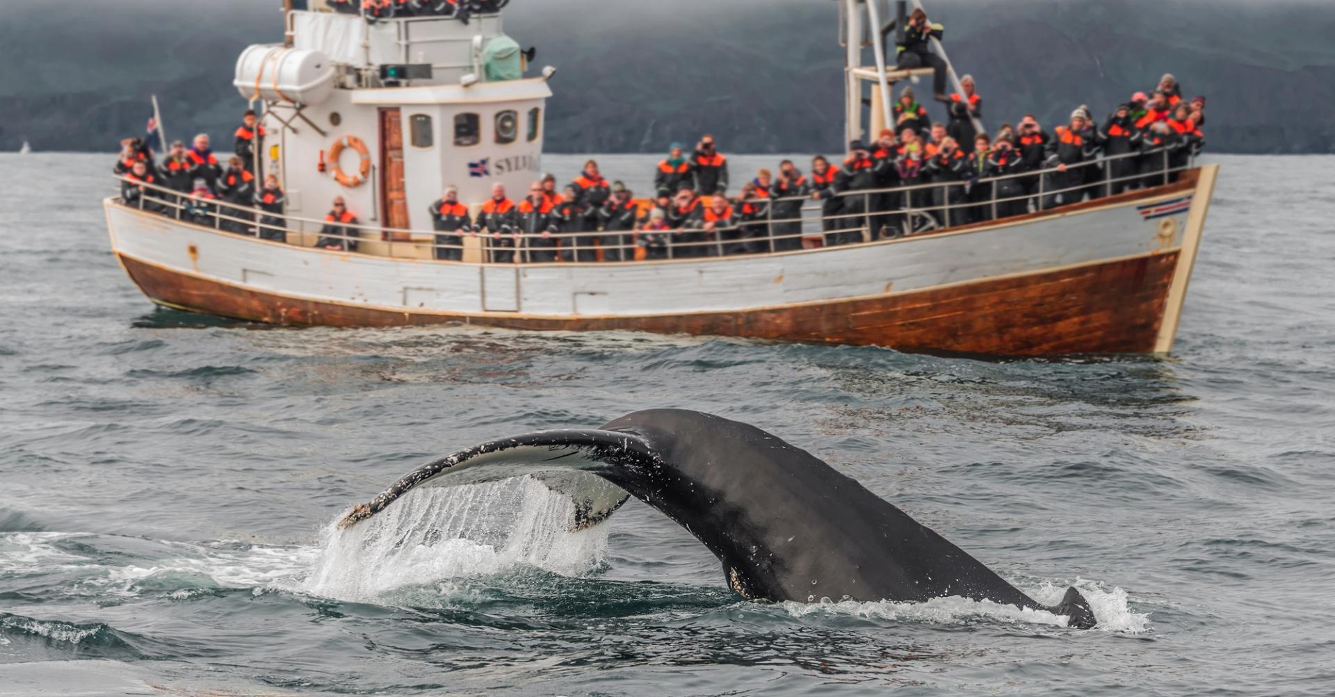 whale watching tours in iceland