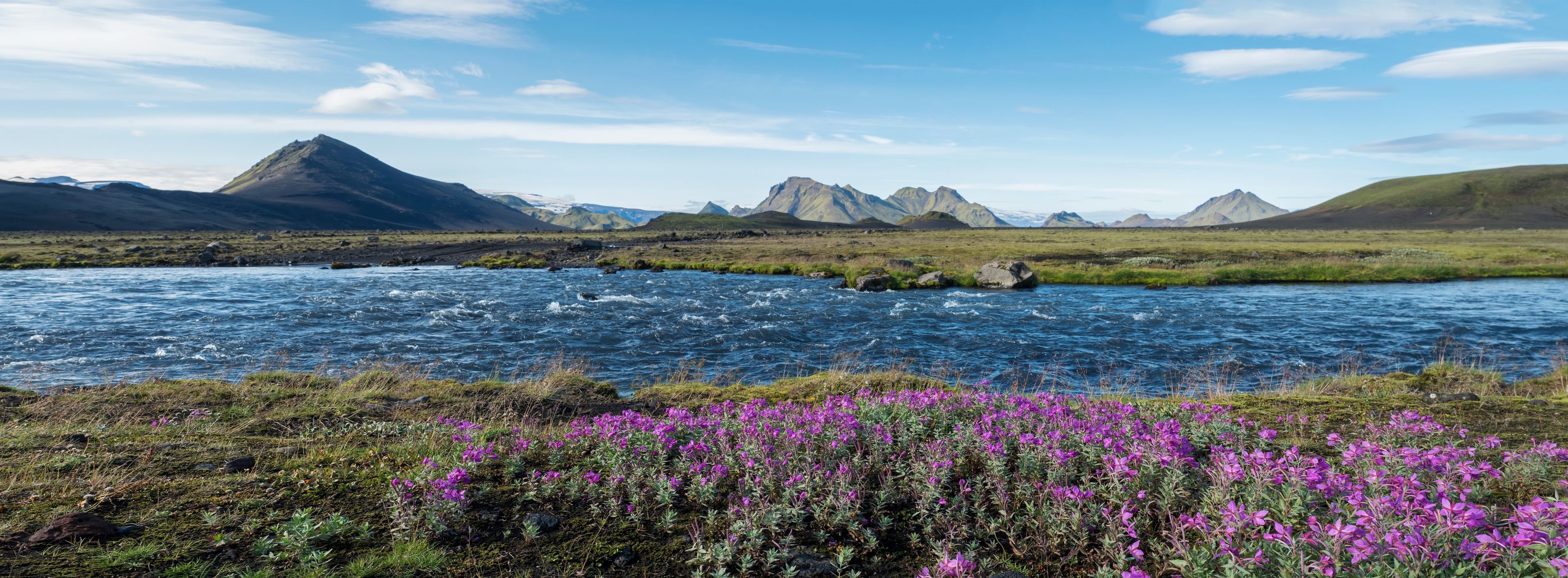 Icelandic landscape with wild pink flowers, blue glacier river, and green mountains, in area of Fjallabak Nature Reserve on Laugavegur trek, Iceland