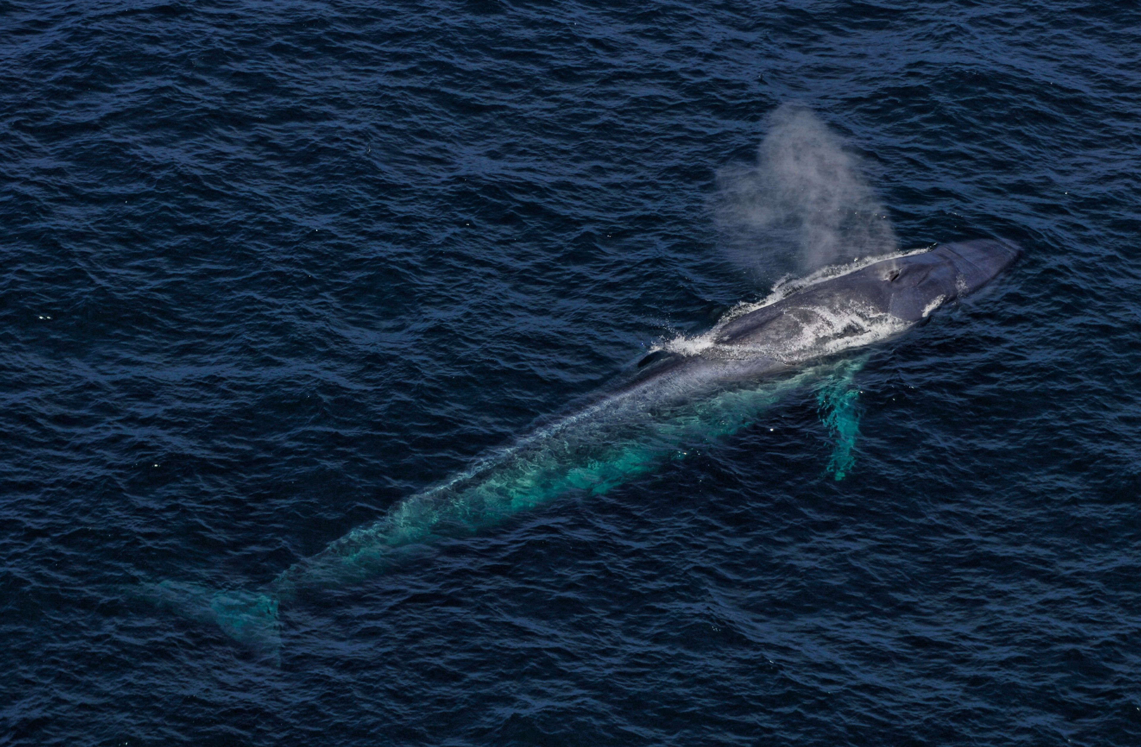 Imagen aérea de una ballena azul