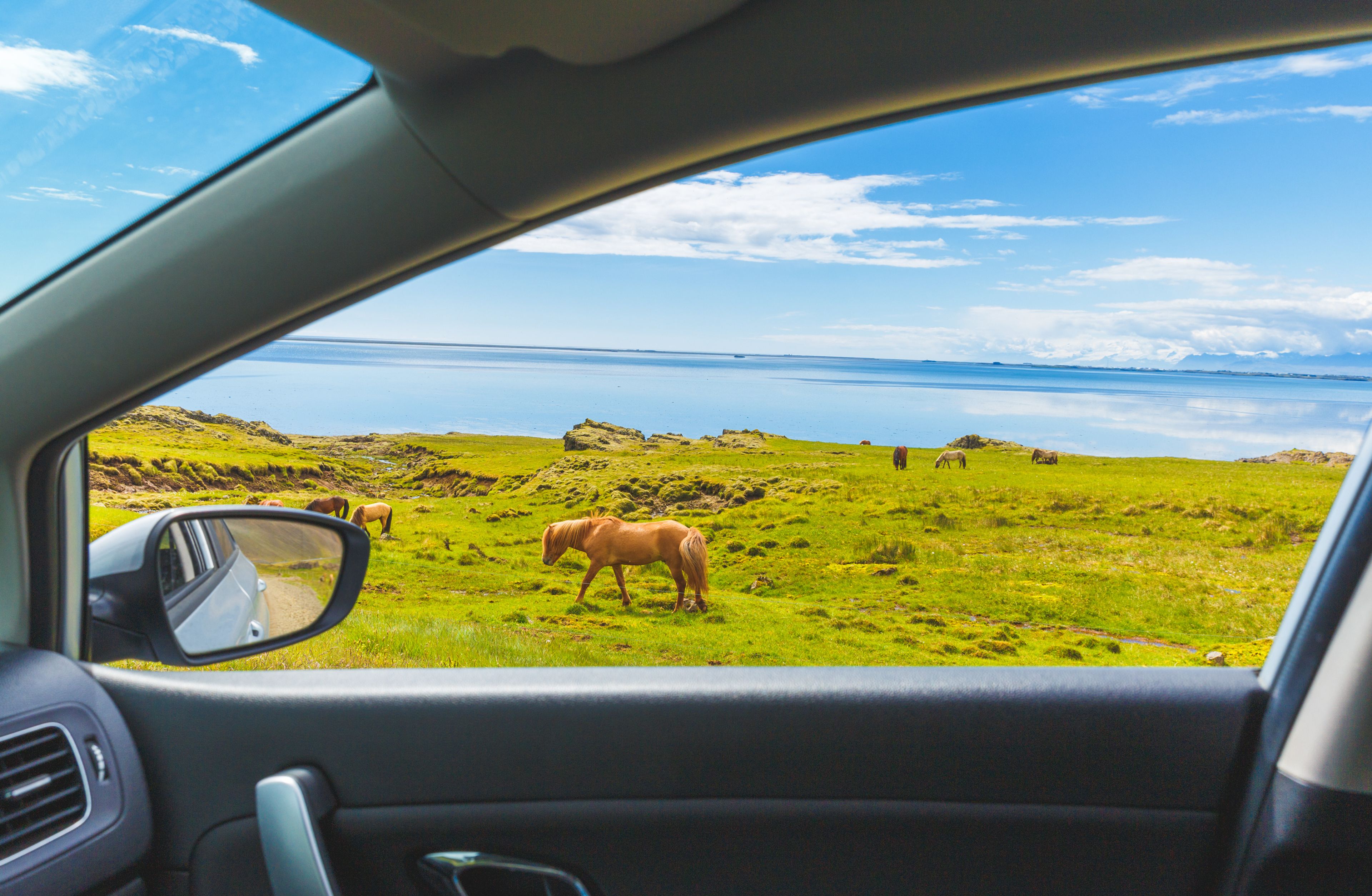 Window of rental car, horses 
