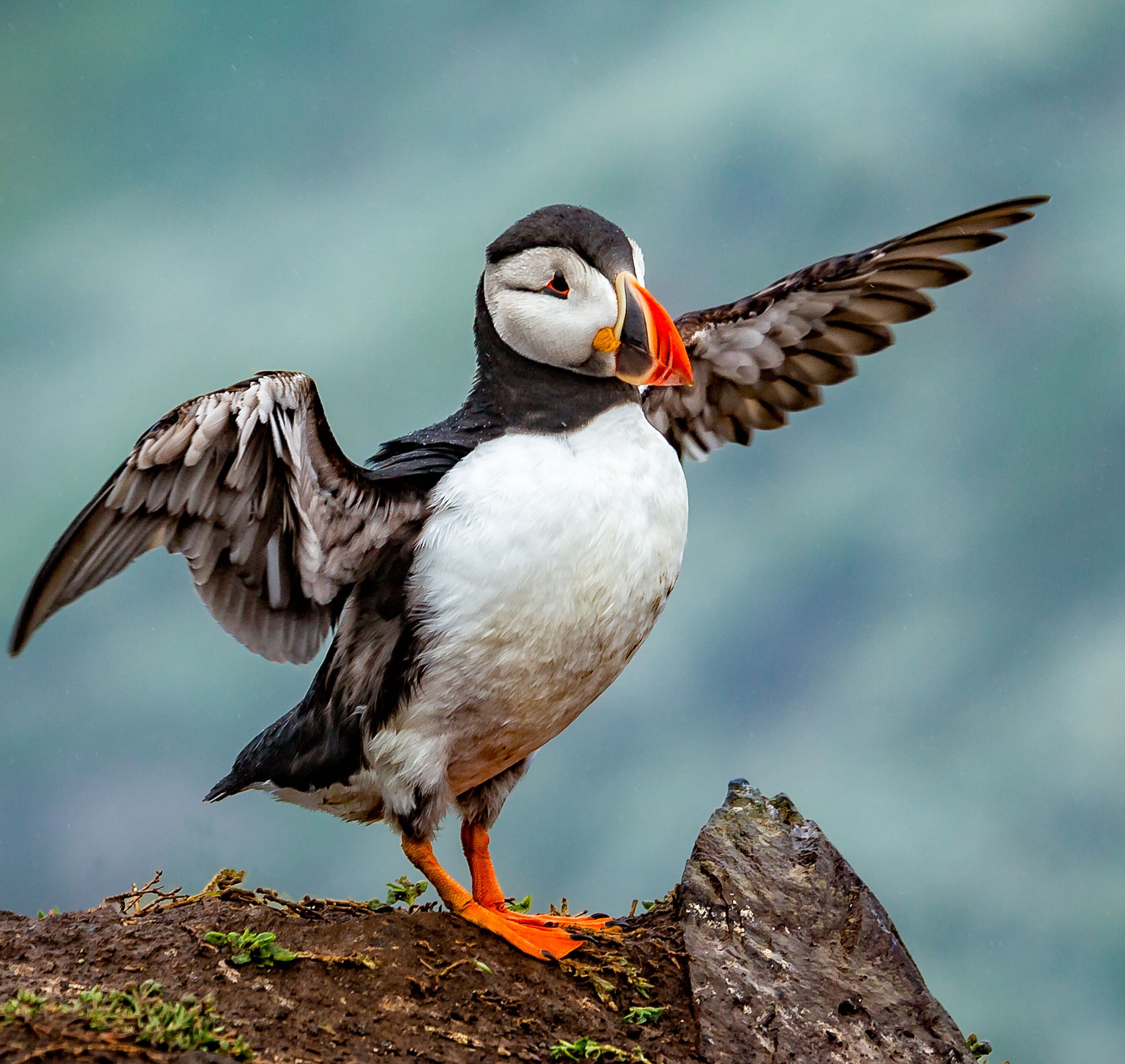 Close up of single Atlantic Puffin flapping wings on a rock